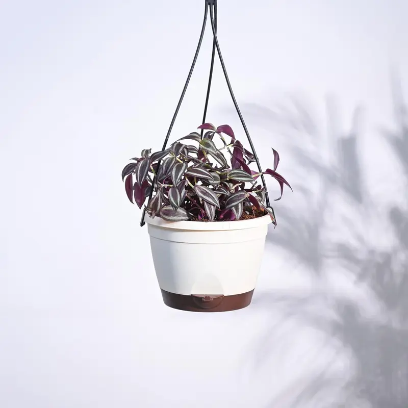 Wandering Jew With Hanging Pot