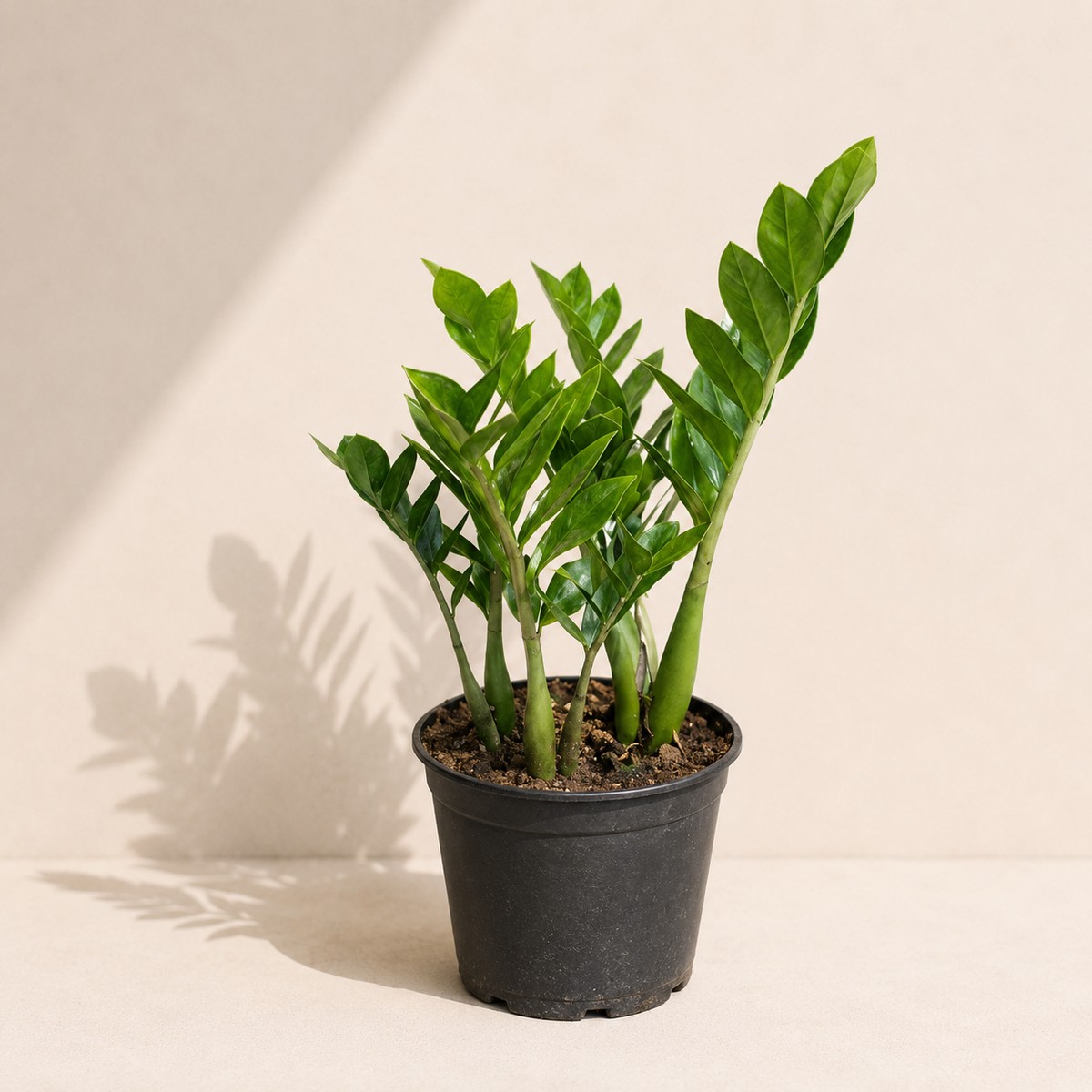 ZZ Plant: Zamioculcas zamiifolia - 8 inch pot