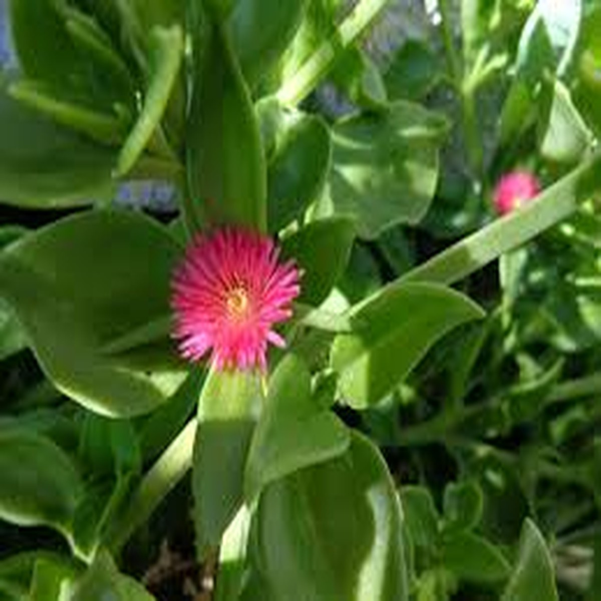 10 Aptenia Cordifolia 'Red Apple' Cuttings (4-7") | Baby Sun Rose Succulent | Red/Pink Blooms for Easy Indoor & Outdoor Growth