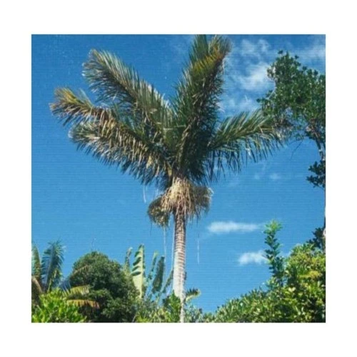 10x Dypsis bejofo Palm Tree Garden Plants - Seeds ID387