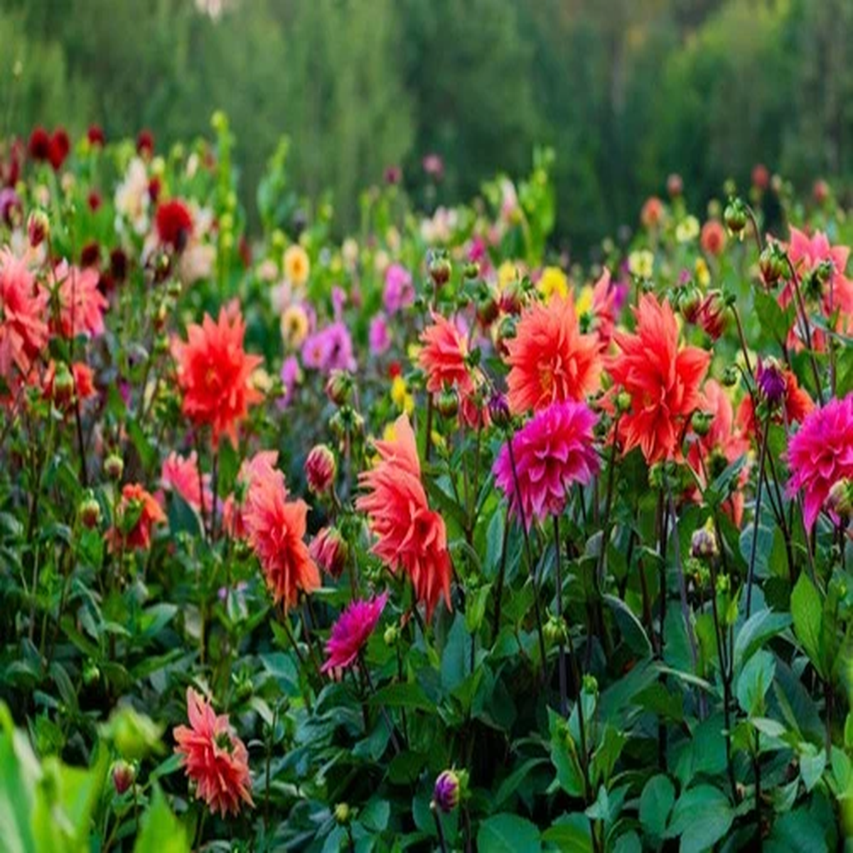 50 EARLY BIRD DAHLIA Mixed Colors Flower Seeds
