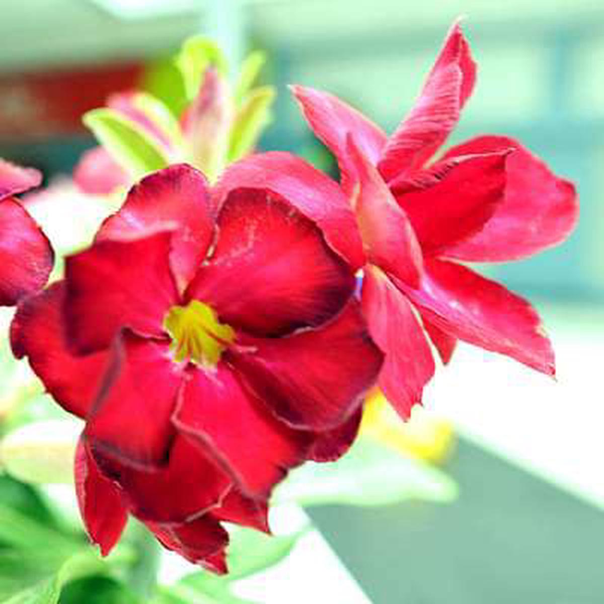 Adenium Plant, Desert Rose (Red Double) - Plant