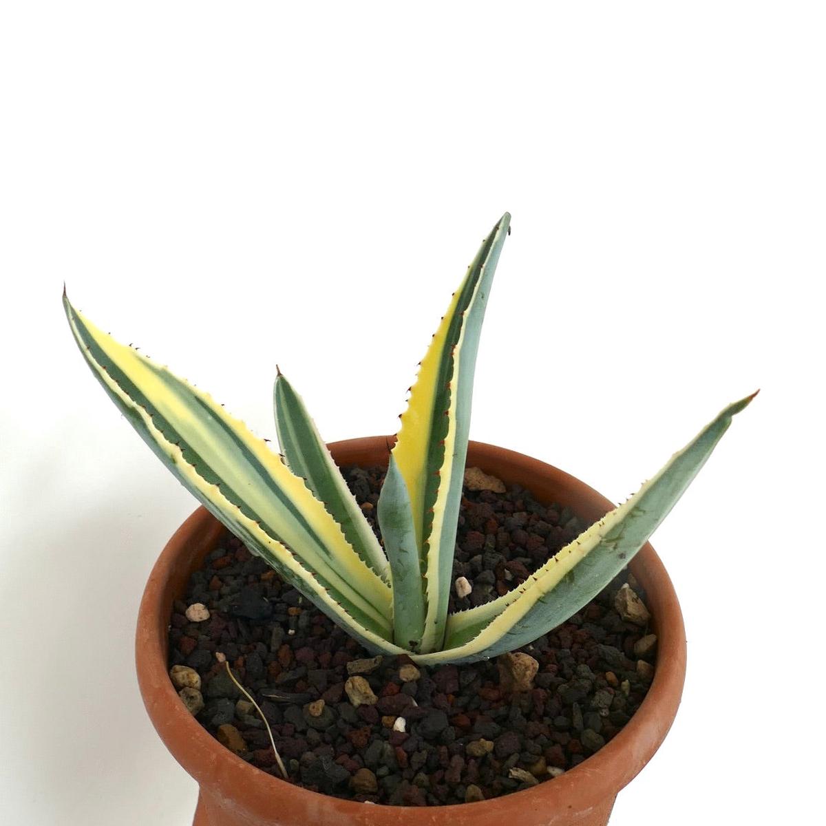 Agave americana marginata UNUSUAL VARIEGATED