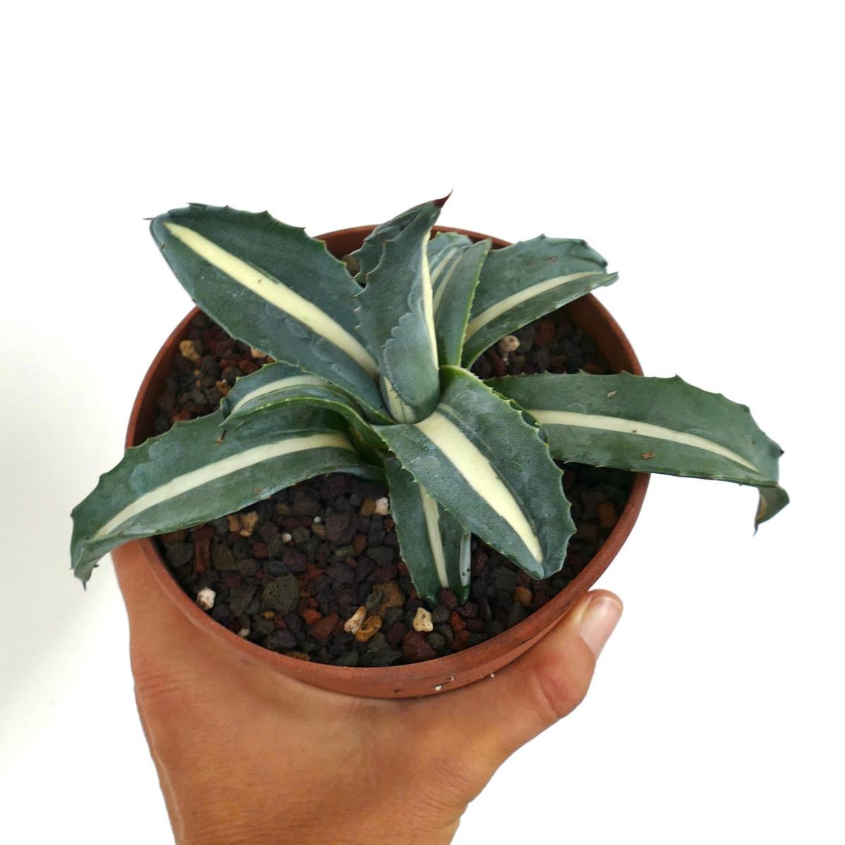 Agave americana MEDIOPICTA ALBA WHITE NARROW VARIEGATED