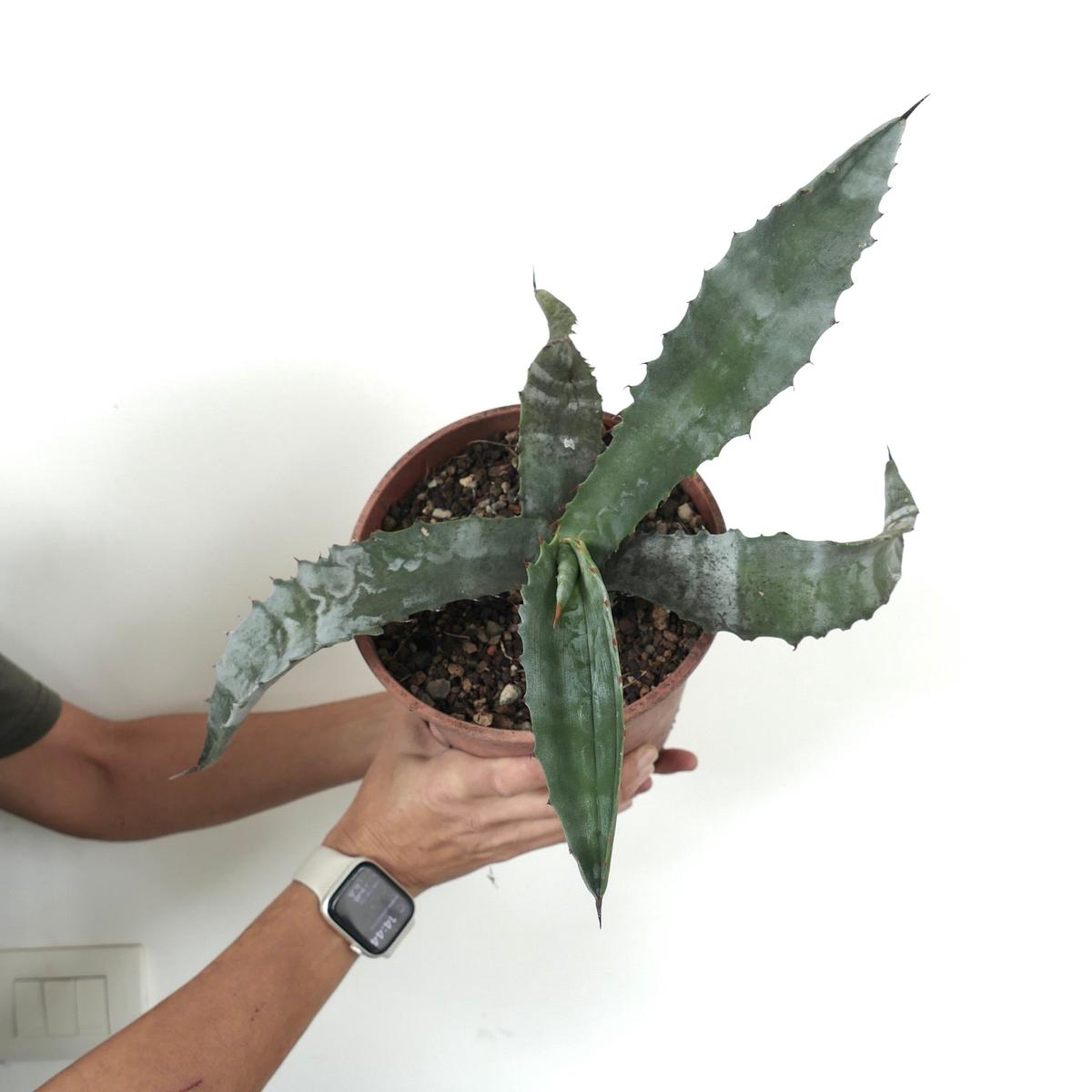 Agave americana X Agave marmorata