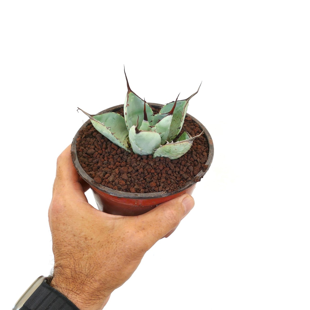 Agave parryi blue huntington 8030