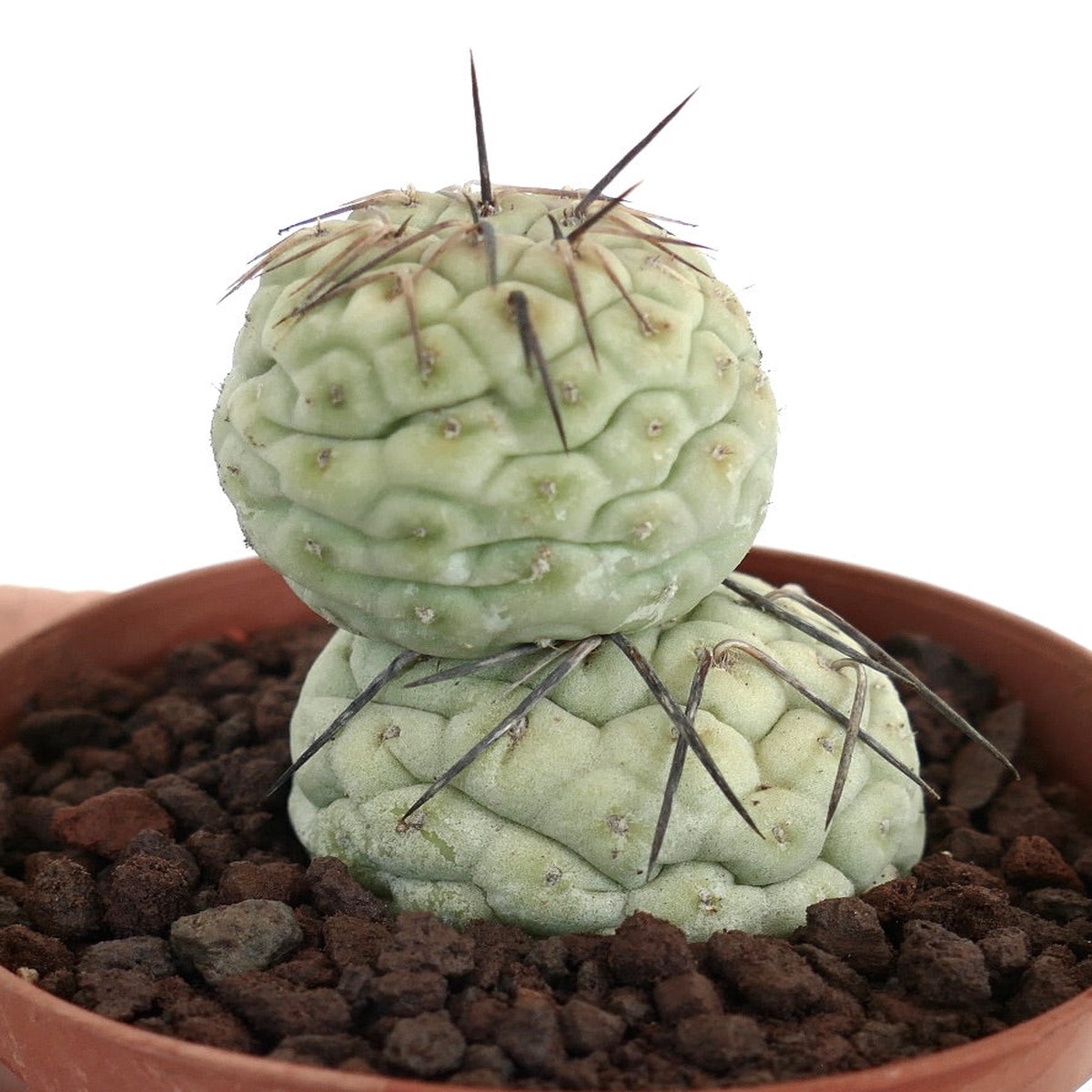 Tephrocactus geometricus THIN BLACK SPINES