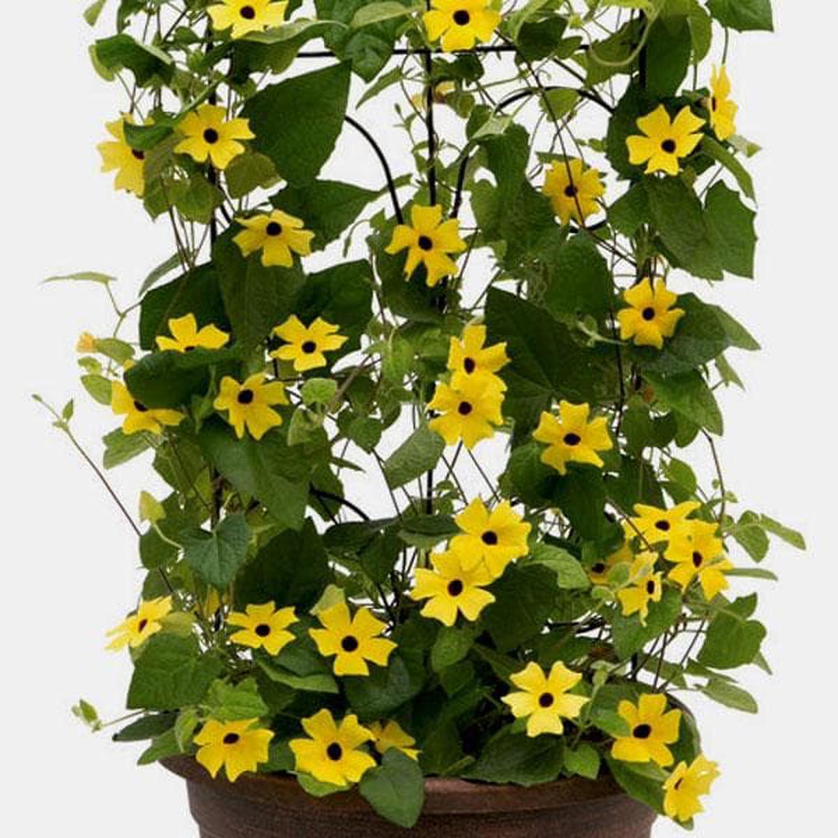 Thunbergia Alata (Yellow) - Plant