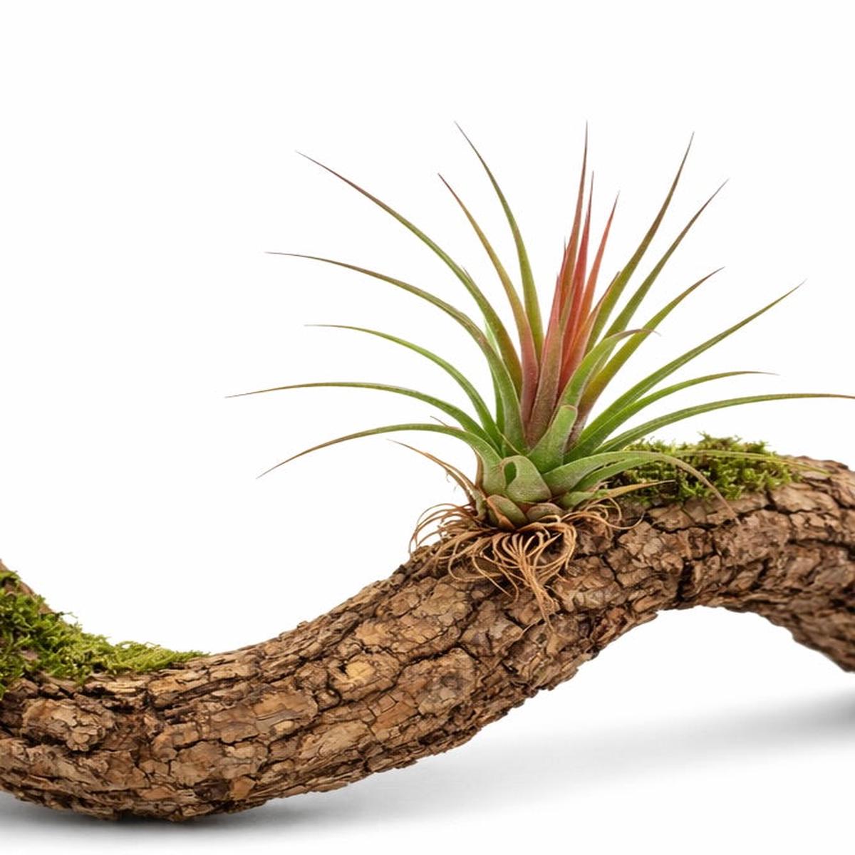 Tillandsia rainforest 'Red' 15-20cm