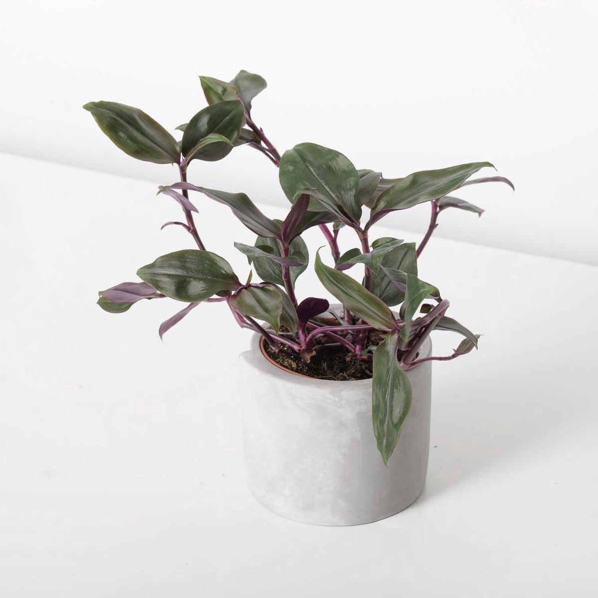 Tradescantia Spathacea Roxxo House Plant