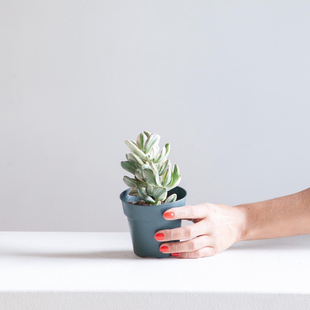 Variegated Jade: Crassula ovata - 4 inch pot