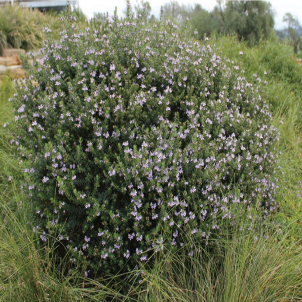 Westringia Naringa 'WES01' PBR