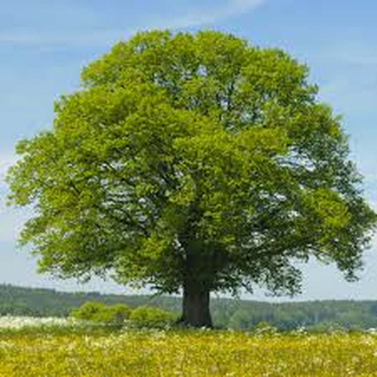 1 Tilia cordata Littleleaf Linden Tree - Live Bare Root Plant 2'-3' for Zones 3-7 - Hardy Shade & Ornamental Tree