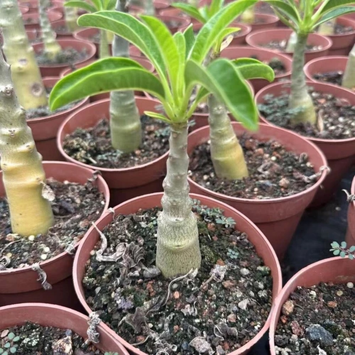 2CM Succulent Cactus Plant Pachypodium Baronii WindsoriiSingle HeadHeight 10cm