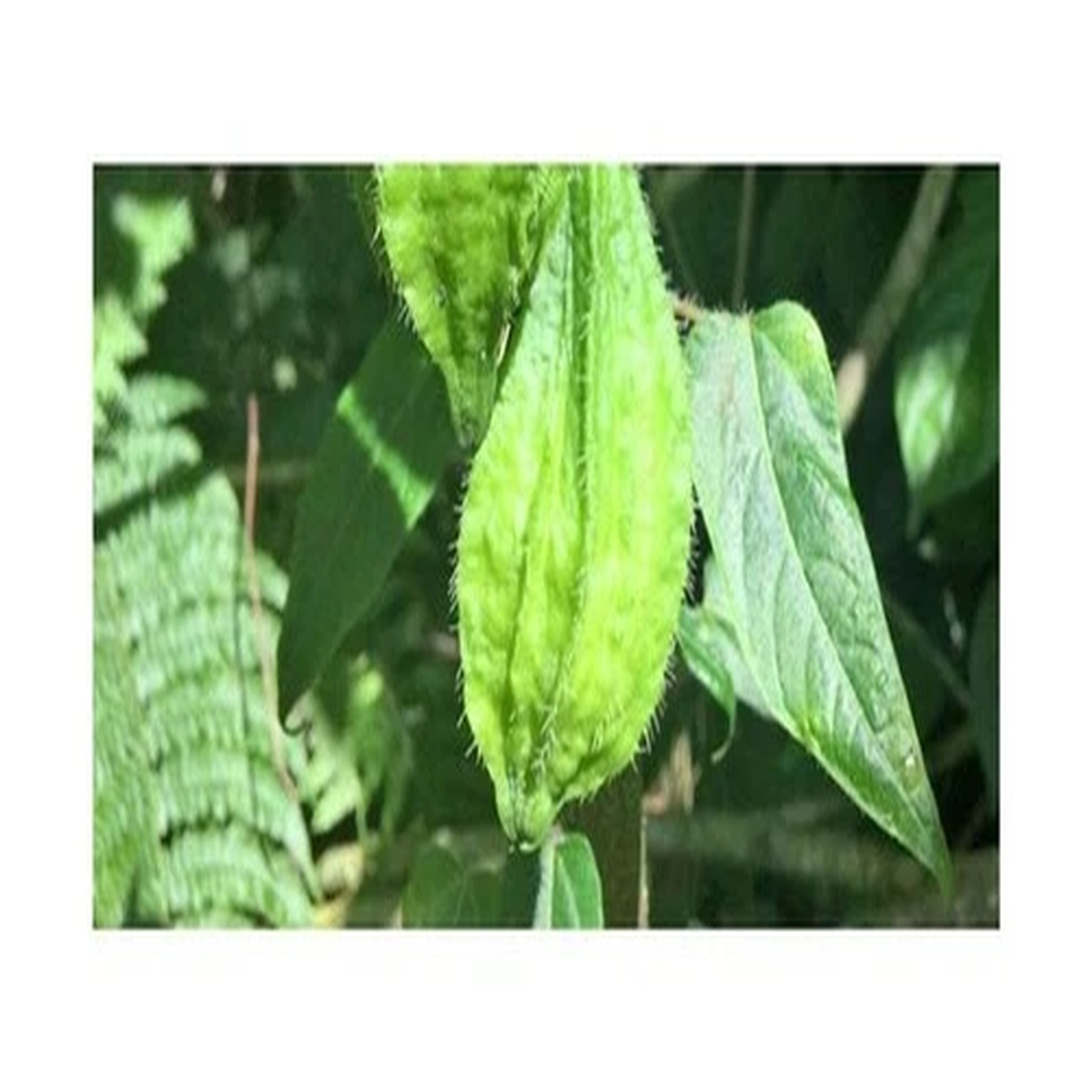 3x Carica cnidoscoloides Tree Garden Plants - Seeds ID1163