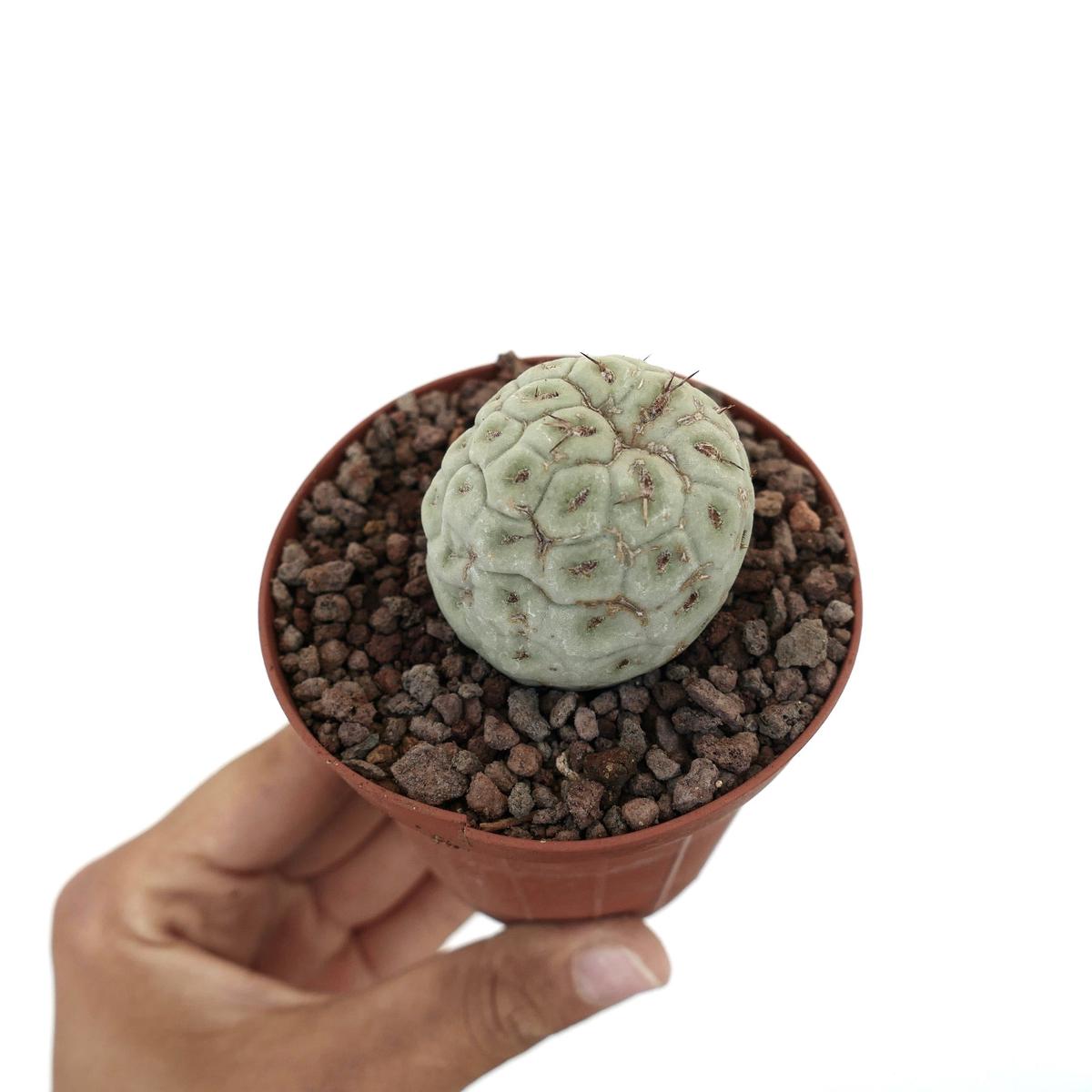 Tephrocactus geometricus WITH GEOMETRIC SHAPE
