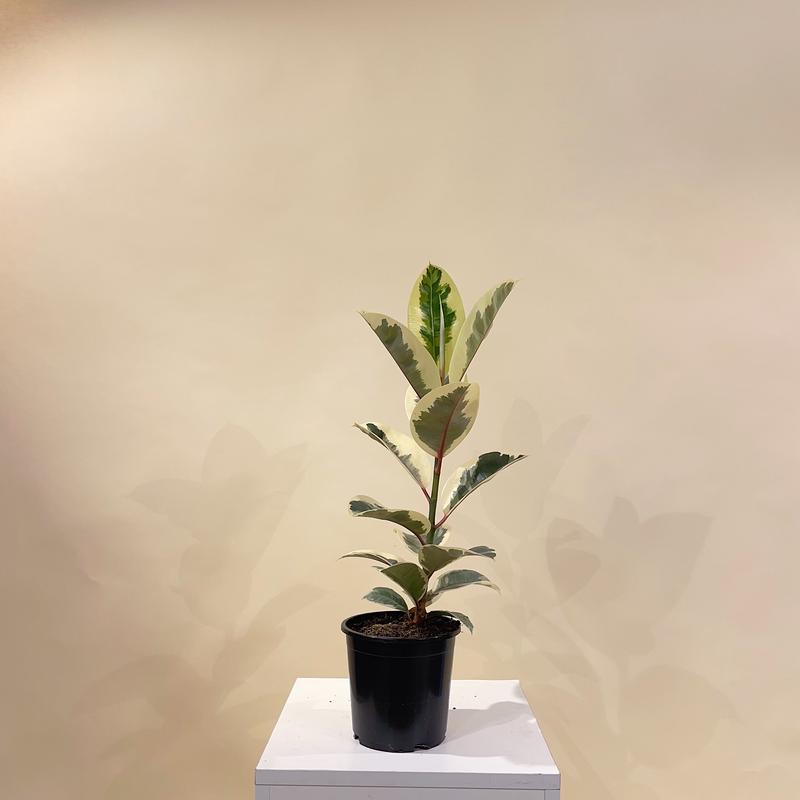 Tineke Rubber Plant: Ficus elastica - 6.75 inch pot
