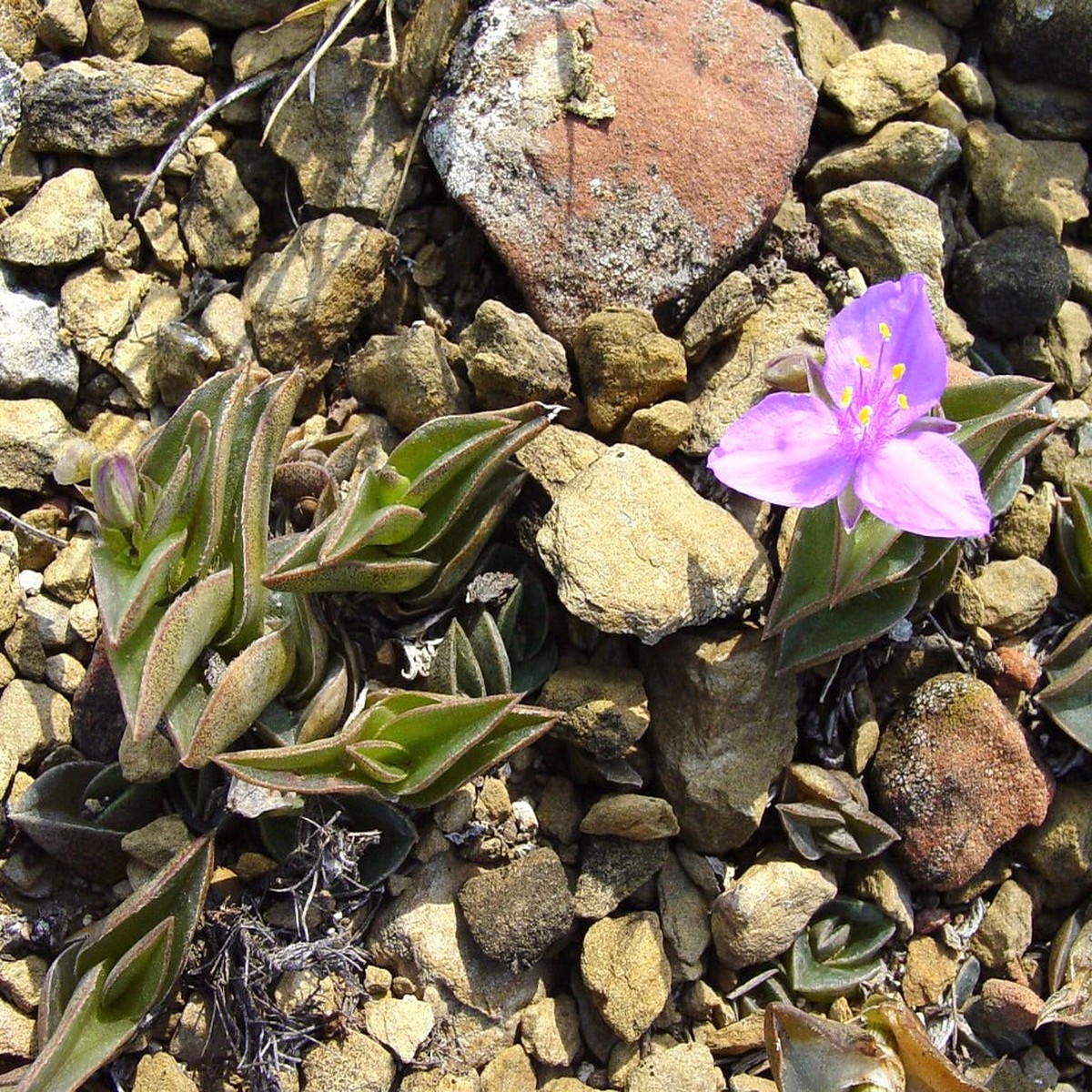Tradescantia navicularis