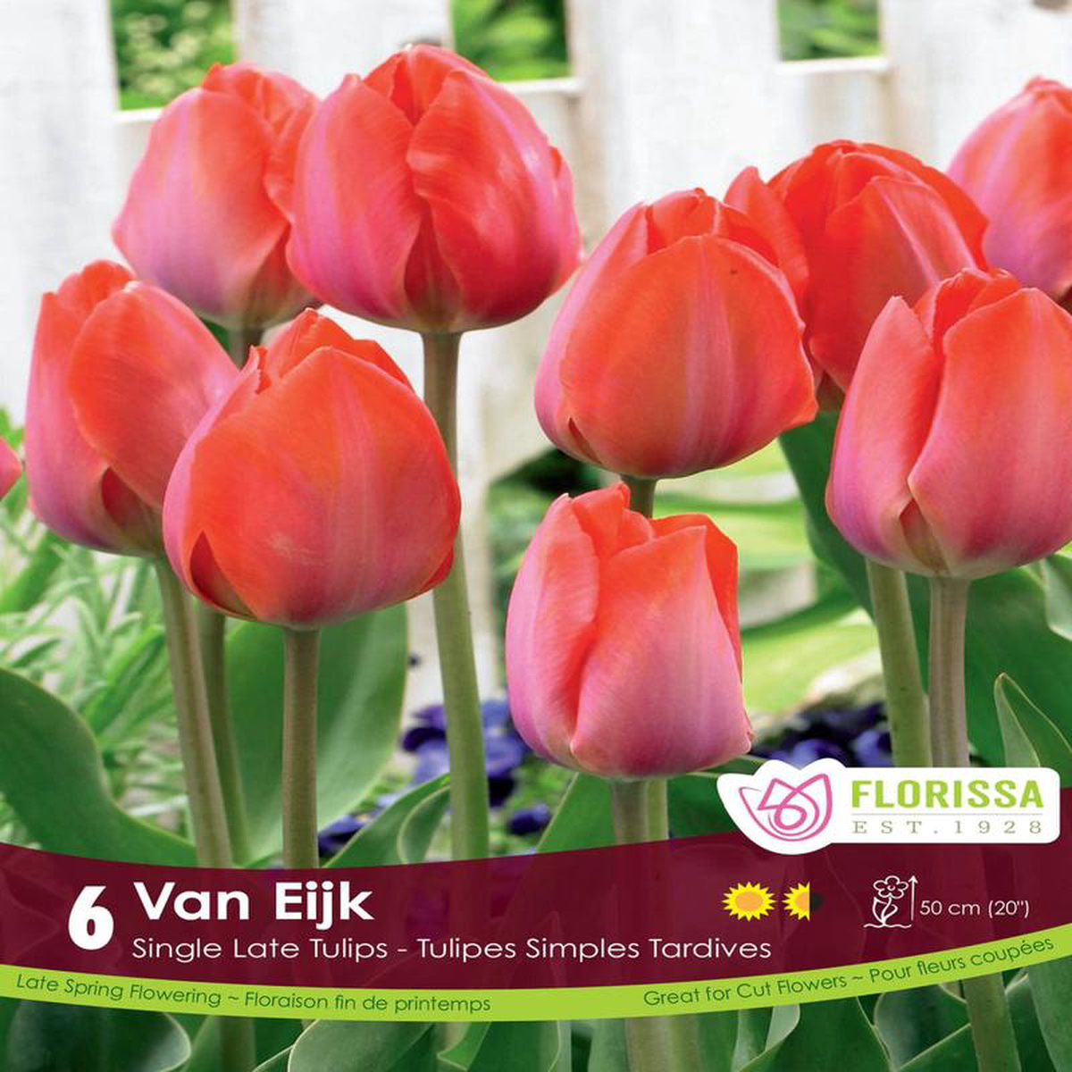 Tulip 8211 Van Eijk 6 Pack