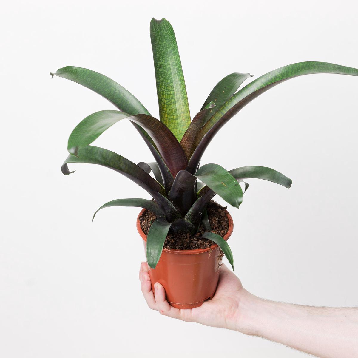 Vriesea 'Tropical Night' - 12cm