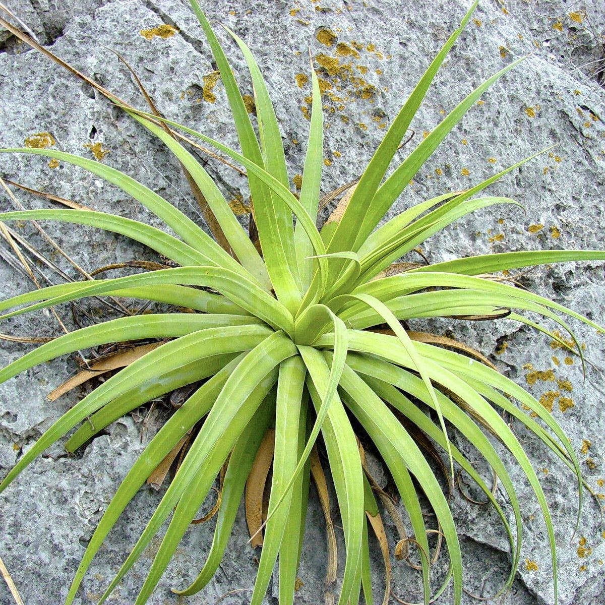 Agave bracteosa