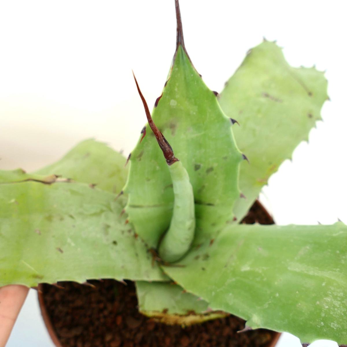 Agave ferox X eborispina X bovicornuta