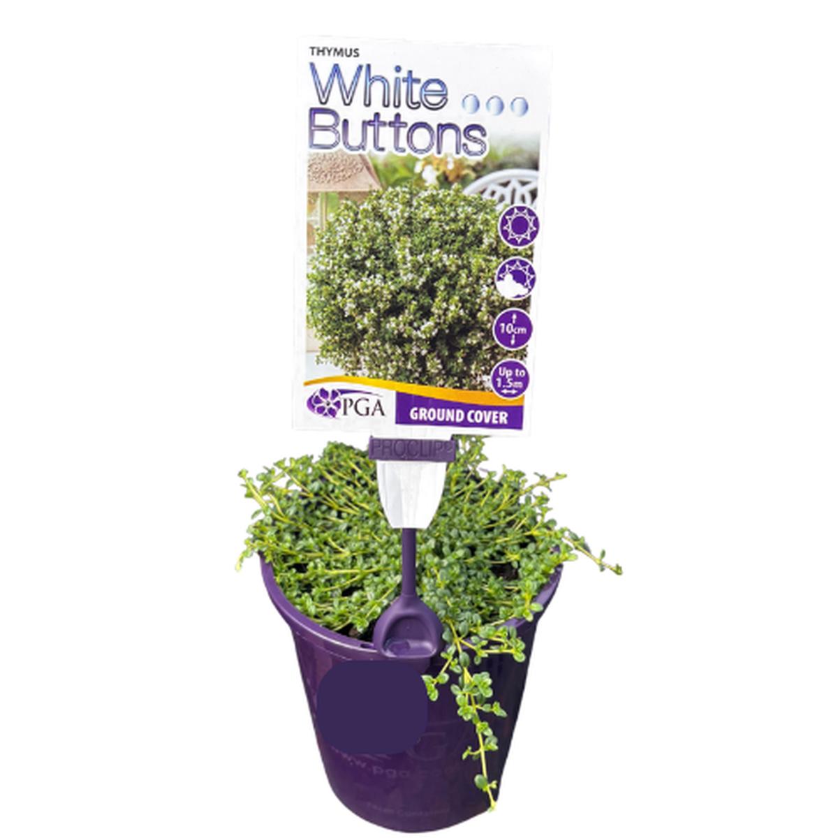 Thymus White Buttons 14cm