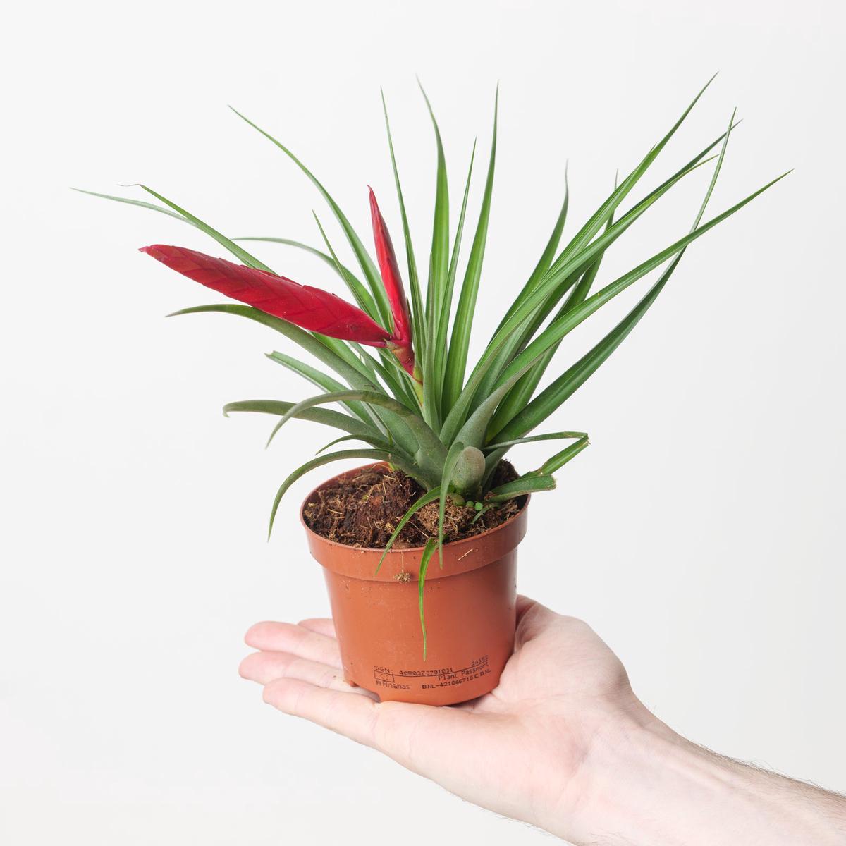 Tillandsia 'Mizuki' | Air Plant