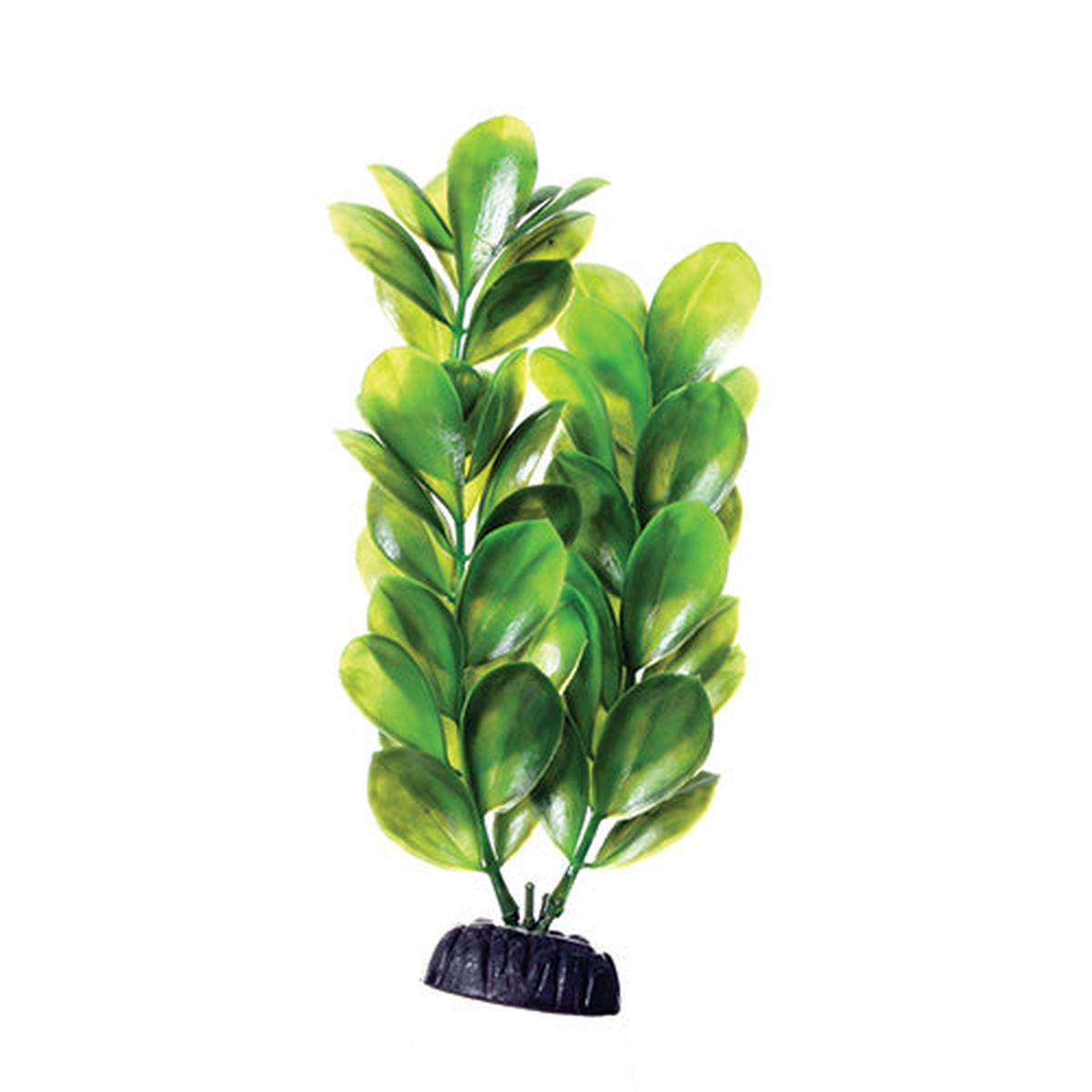 Underwater Treasures Green Bacopa Plant - 8 inch