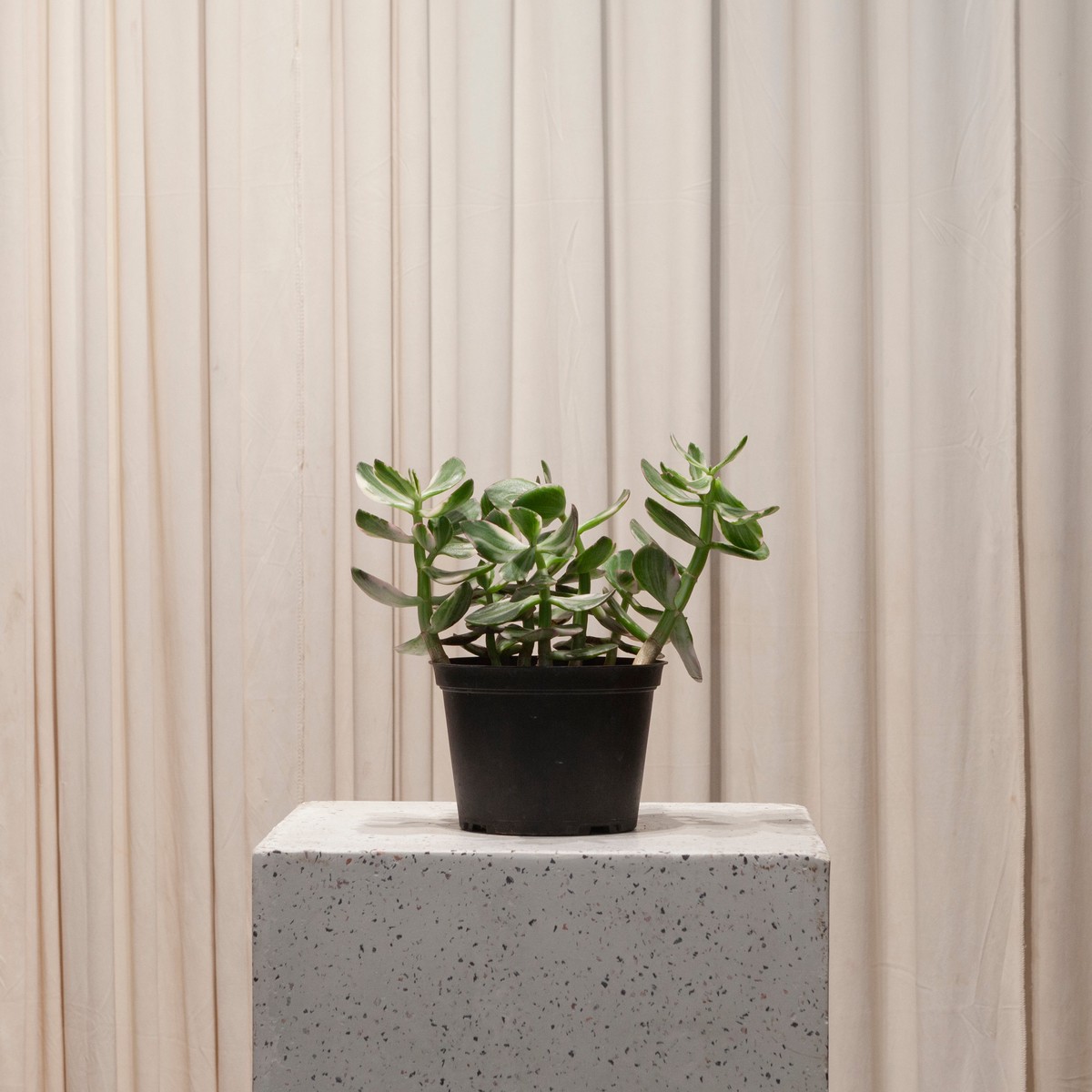 Variegated Jade: Crassula ovata - 6 inch pot