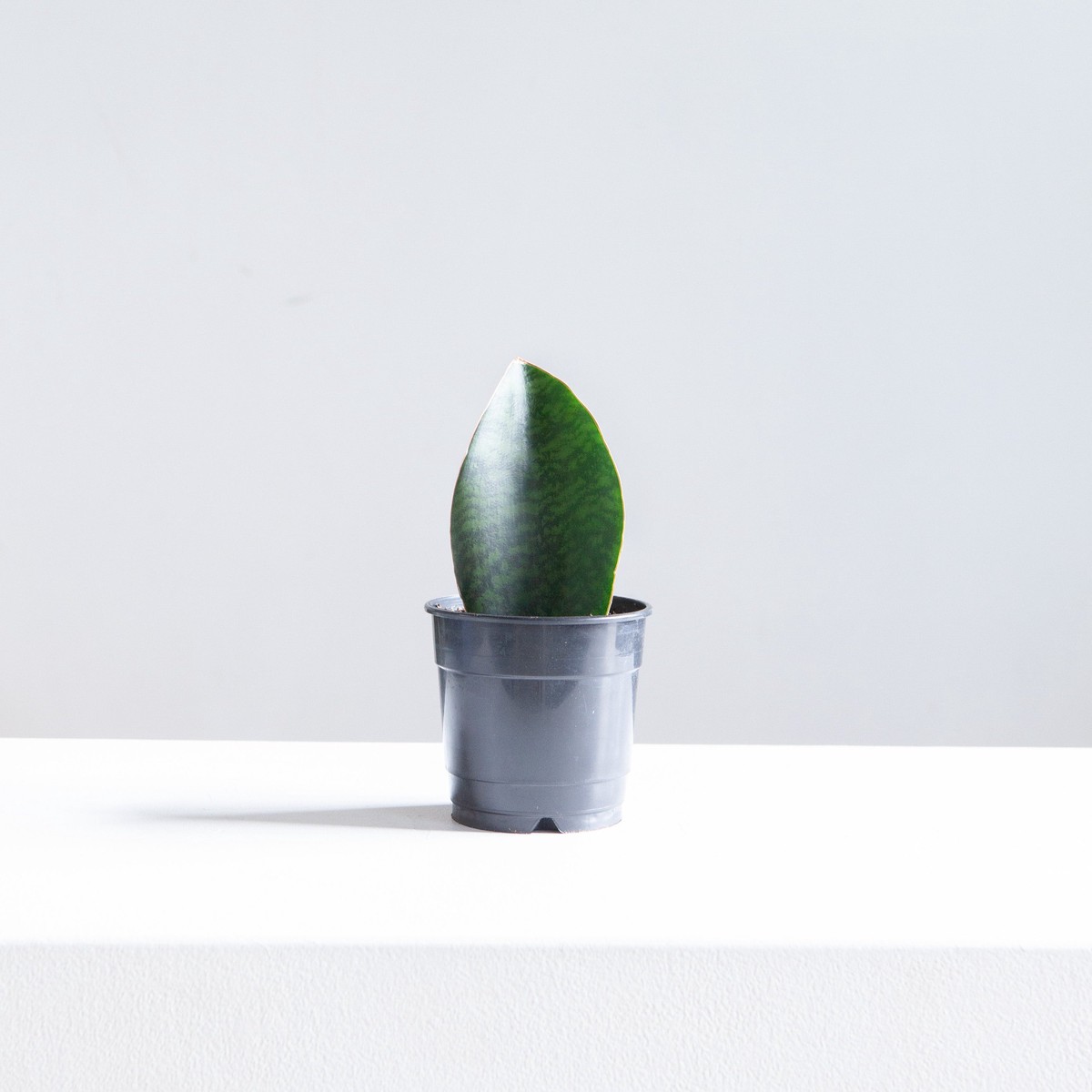 Whale Fin Snake Plant: Sansevieria masoniana - 4 inch pot