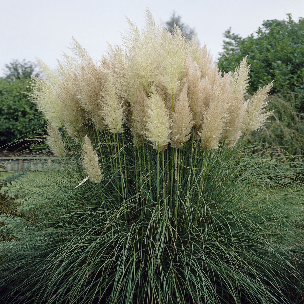 White Pampas Grass Plant - 4" Pot - Cortaderia selloana
