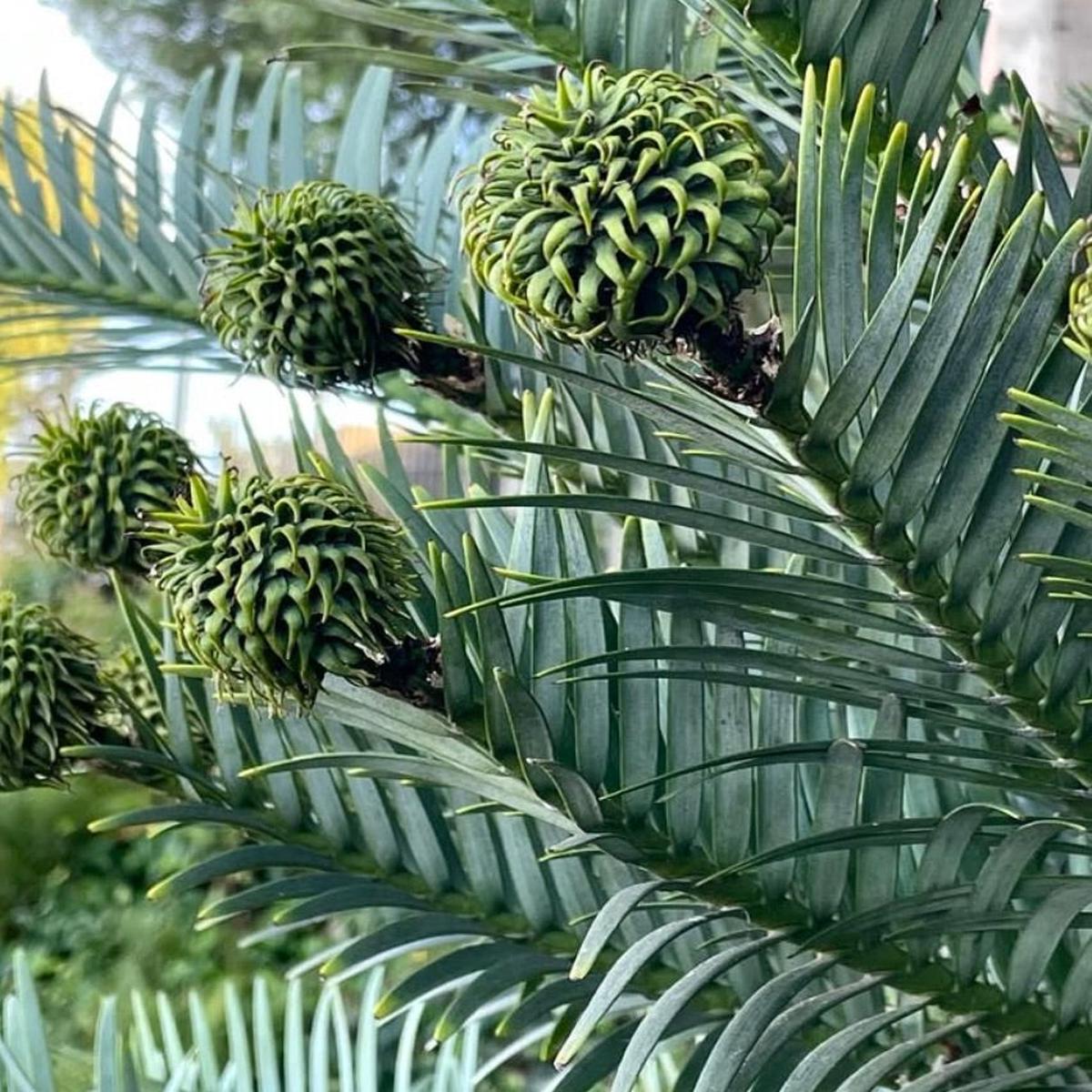 Wollemia nobilis