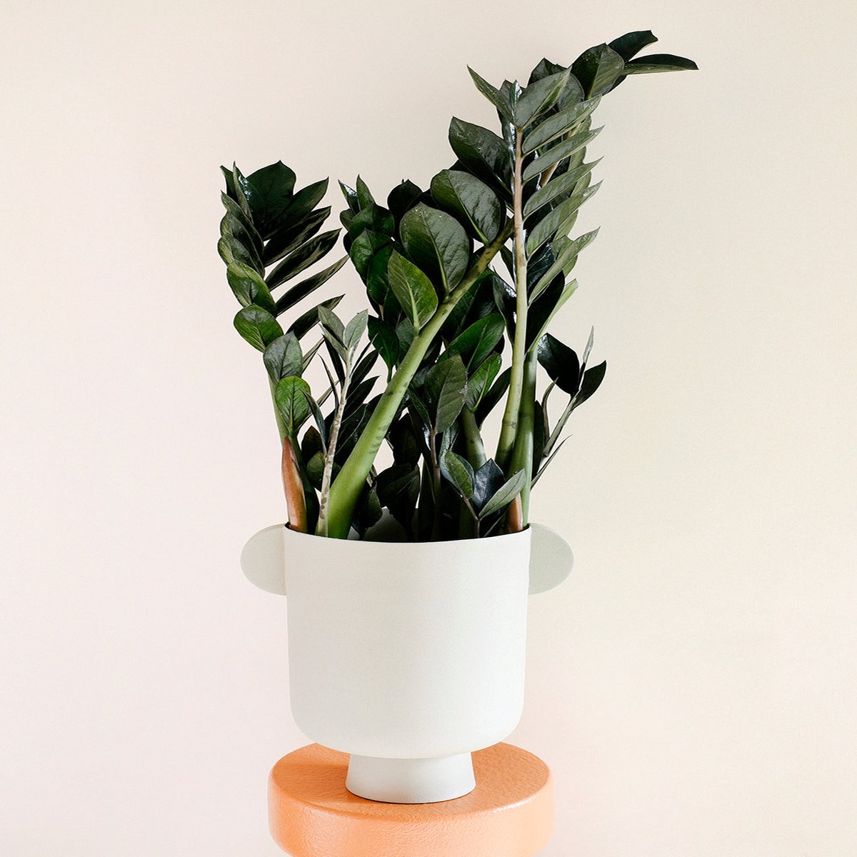 Zamioculcas zamiifolia - Black Raven ZZ Plant