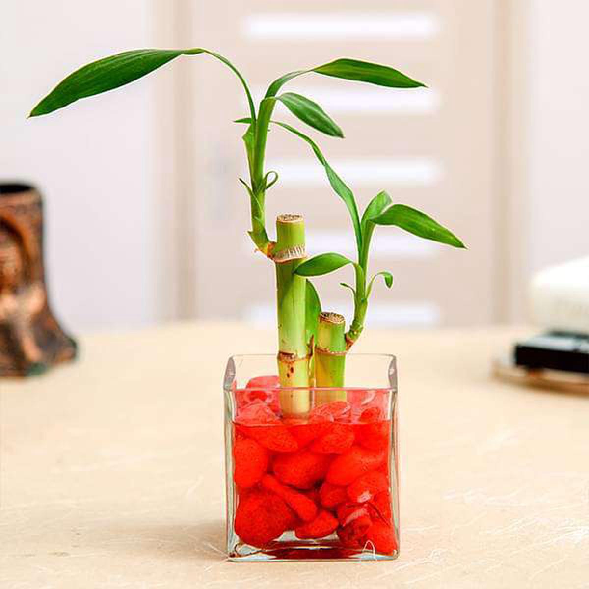 2 Lucky Bamboo Stalks (A Symbol of Love) - Gift Plant - Default Title