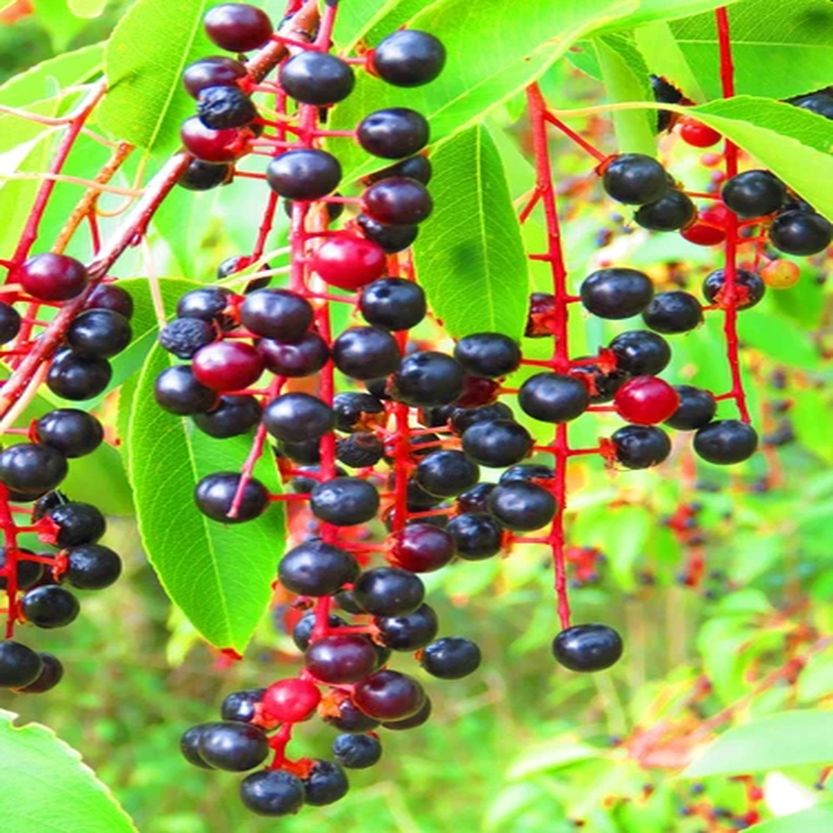 30 BLACK CHERRY Fruit Tree Prunus Serotina Fragrant White Flowers Seeds