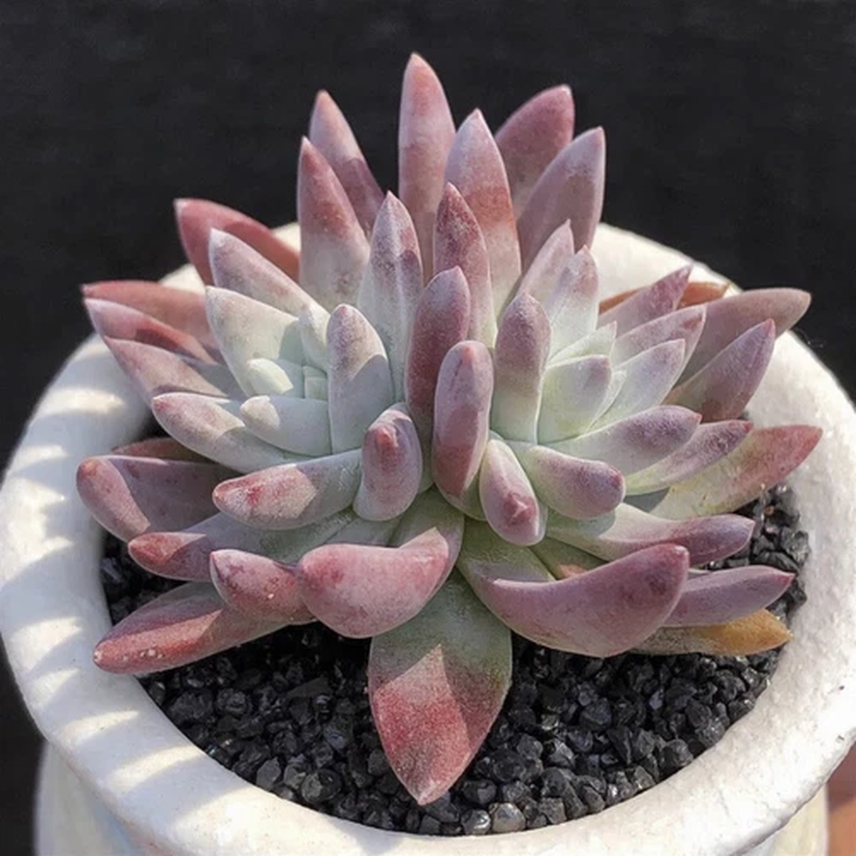 4CM Succulent Plant Dudleya Gnoma (2 Heads) Crassulaceae Home Garden Beautiful