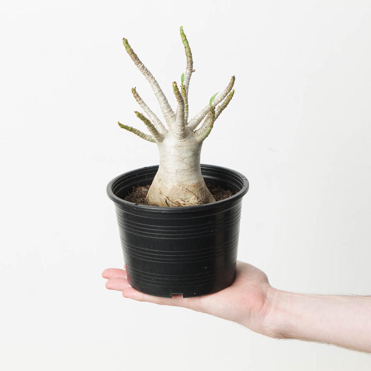 Adenium arabicum 'Baobab' - 15cm