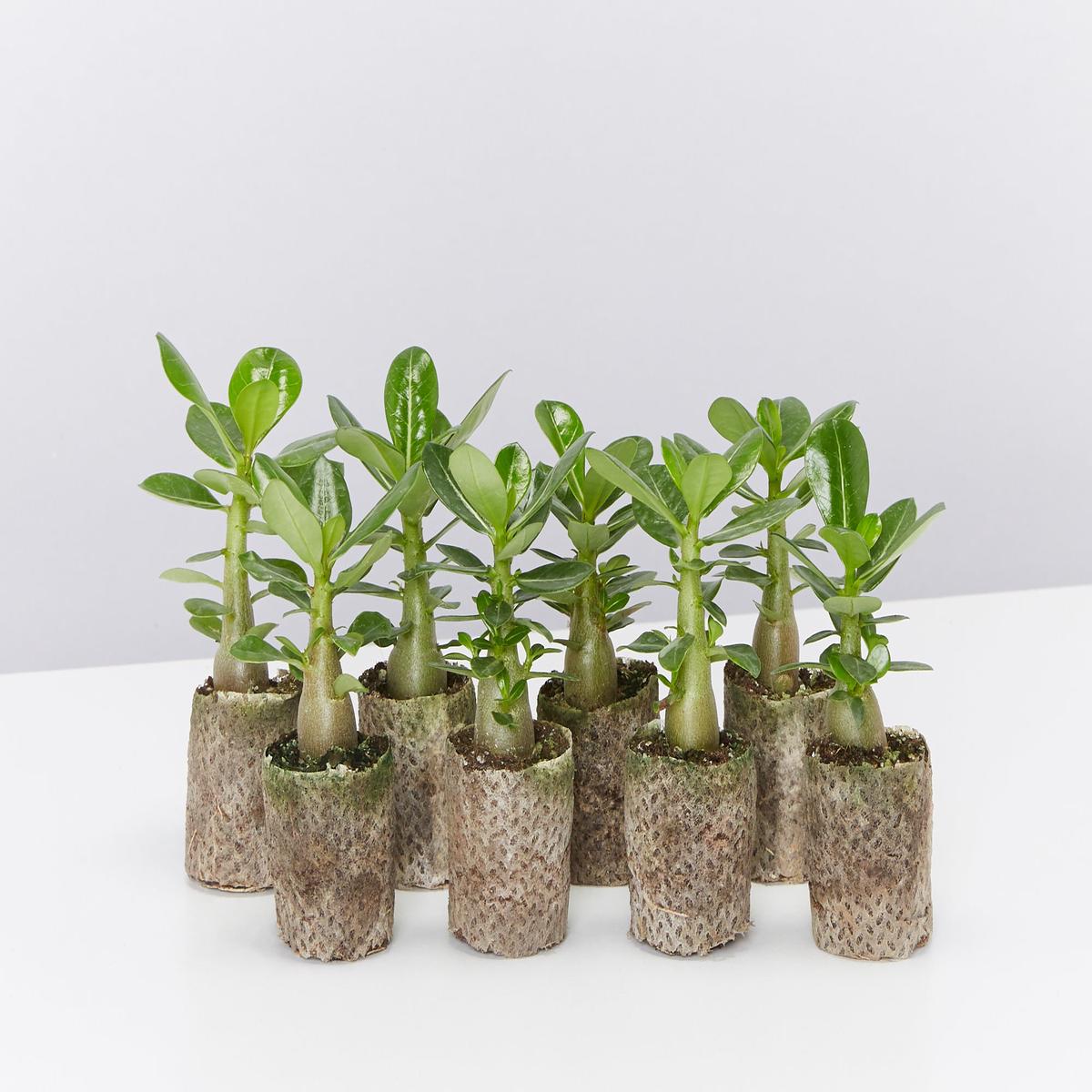 Adenium obesum Assorted Colours Paper Pots