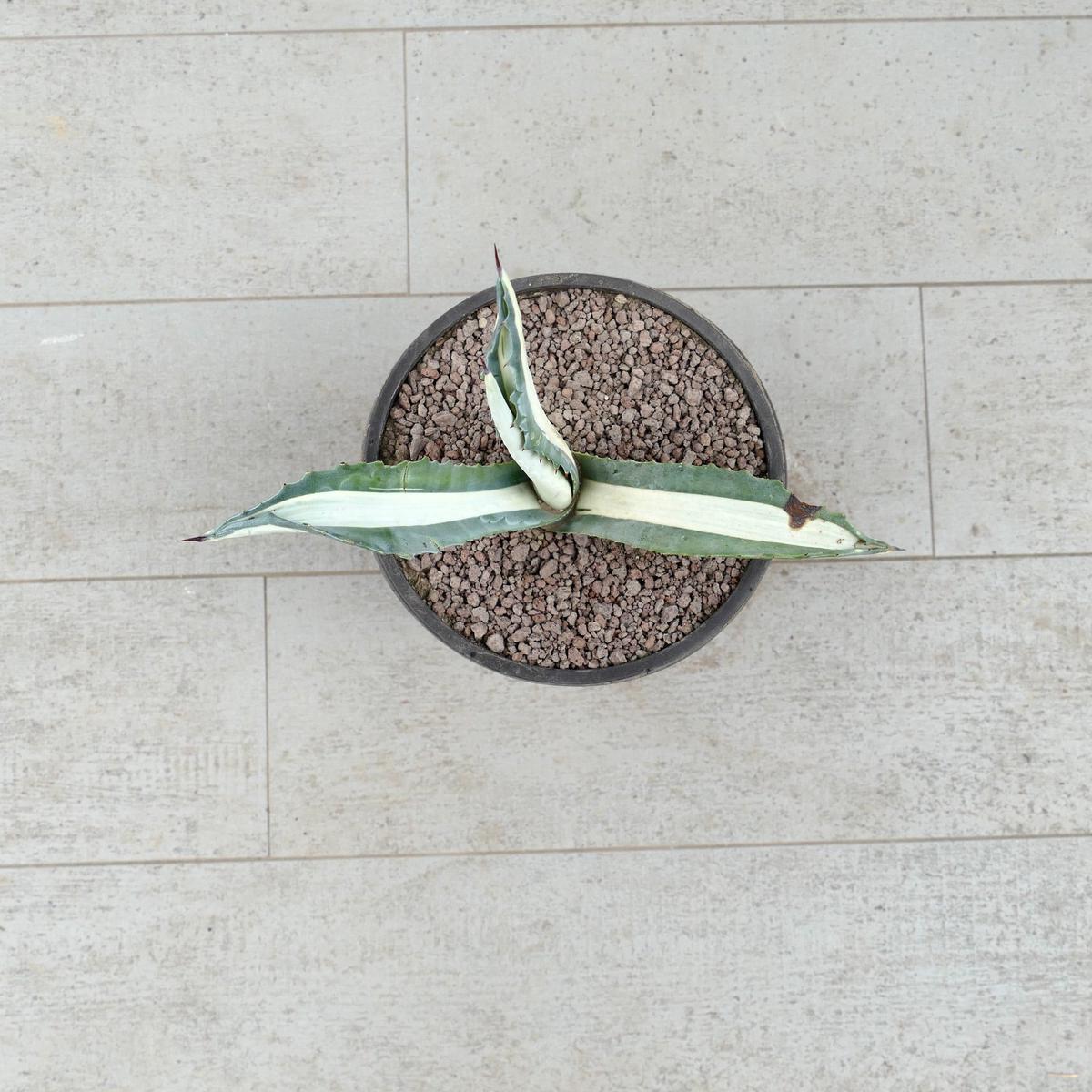 Agave americana mediopicta-alba WHITE VARIEGATED 88CX
