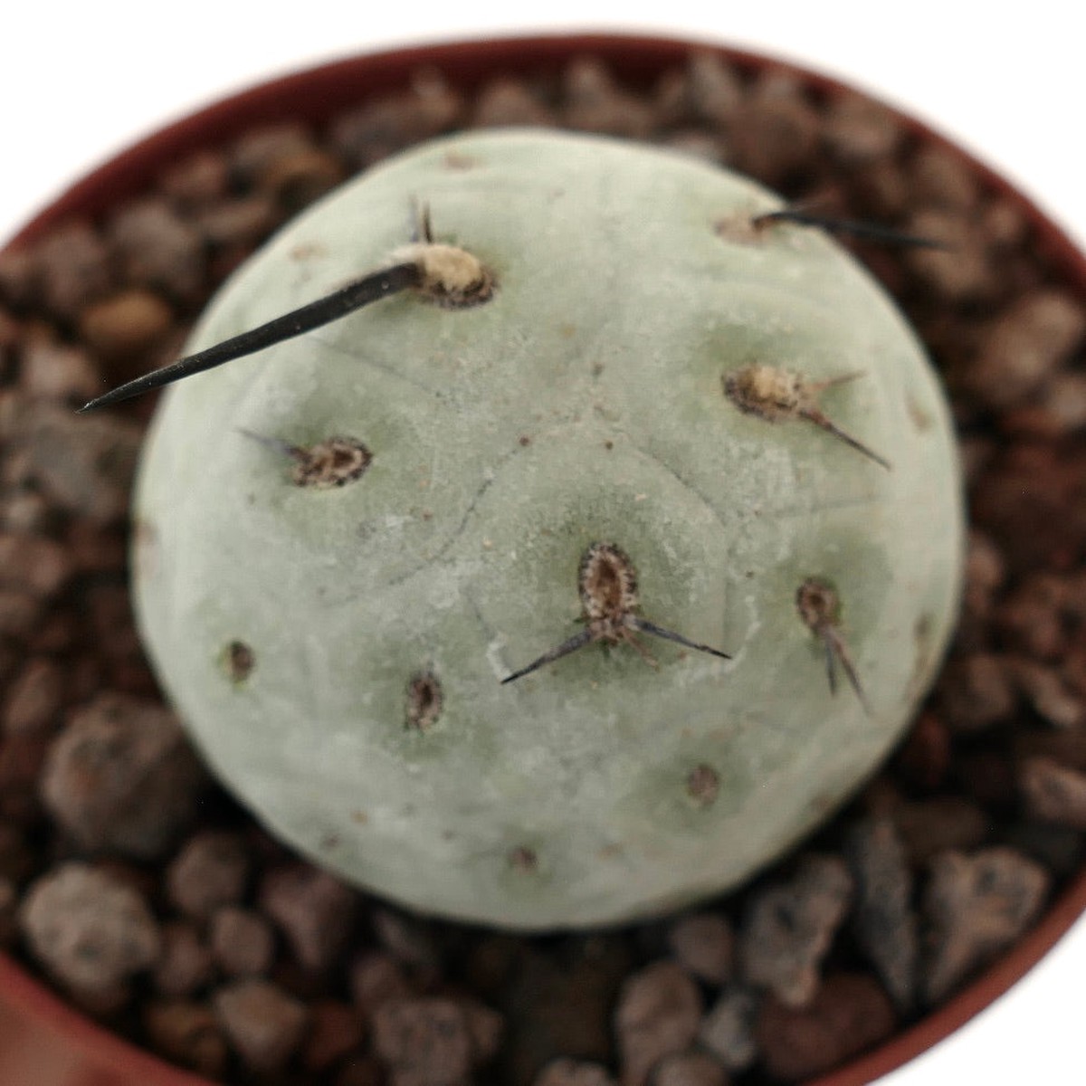 Tephrocactus geometricus ONE BALL WITH BLACK SPINES CRT9