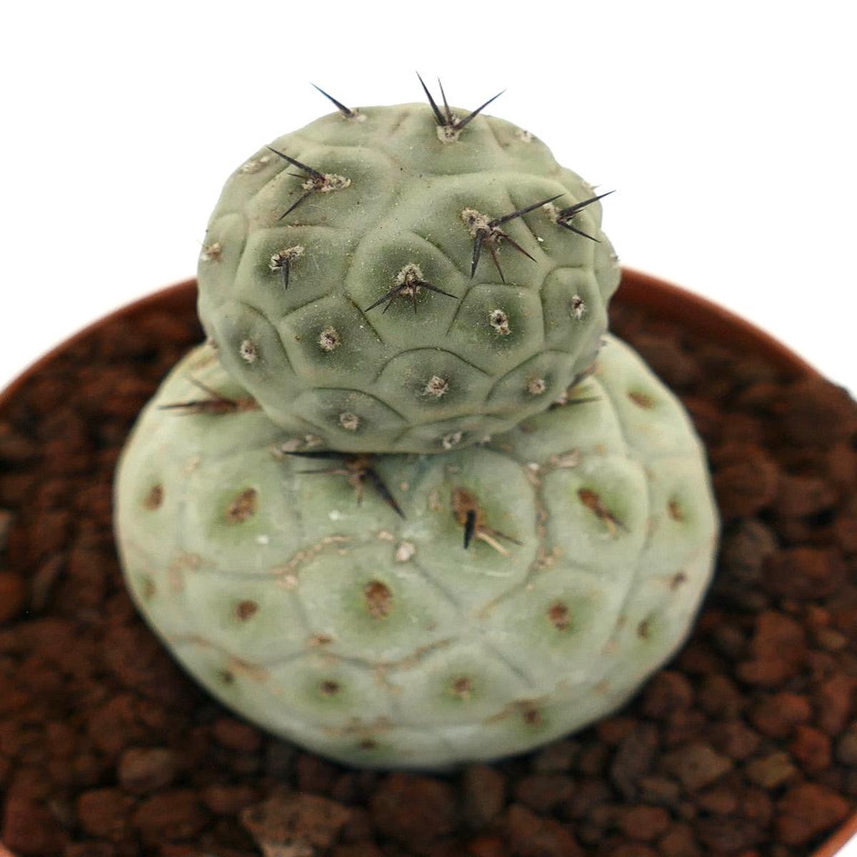 Tephrocactus geometricus TWO BALLS & BLACK SPINES