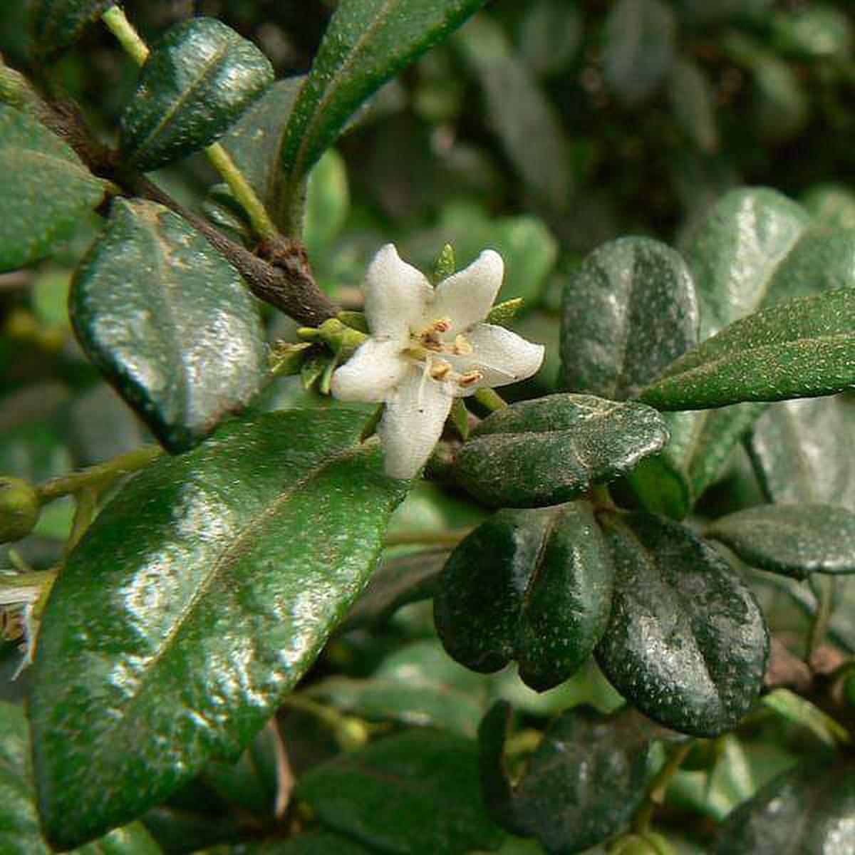 Wax Malpighia, Ehretia microphylla - Plant
