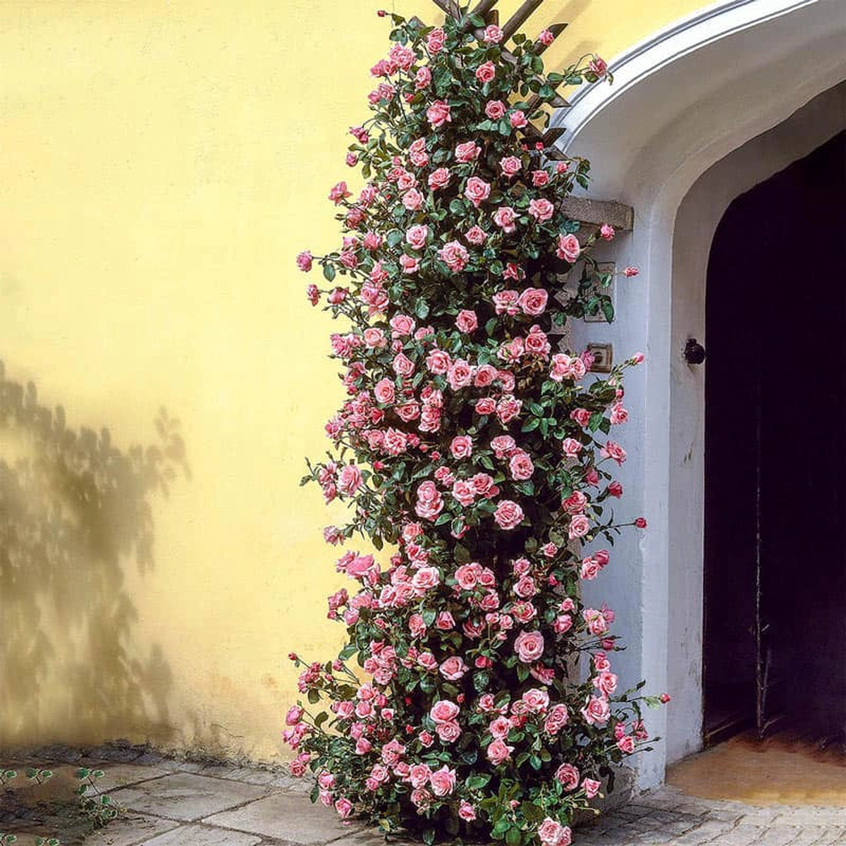 Zphirine Drouhin Climbing Rose