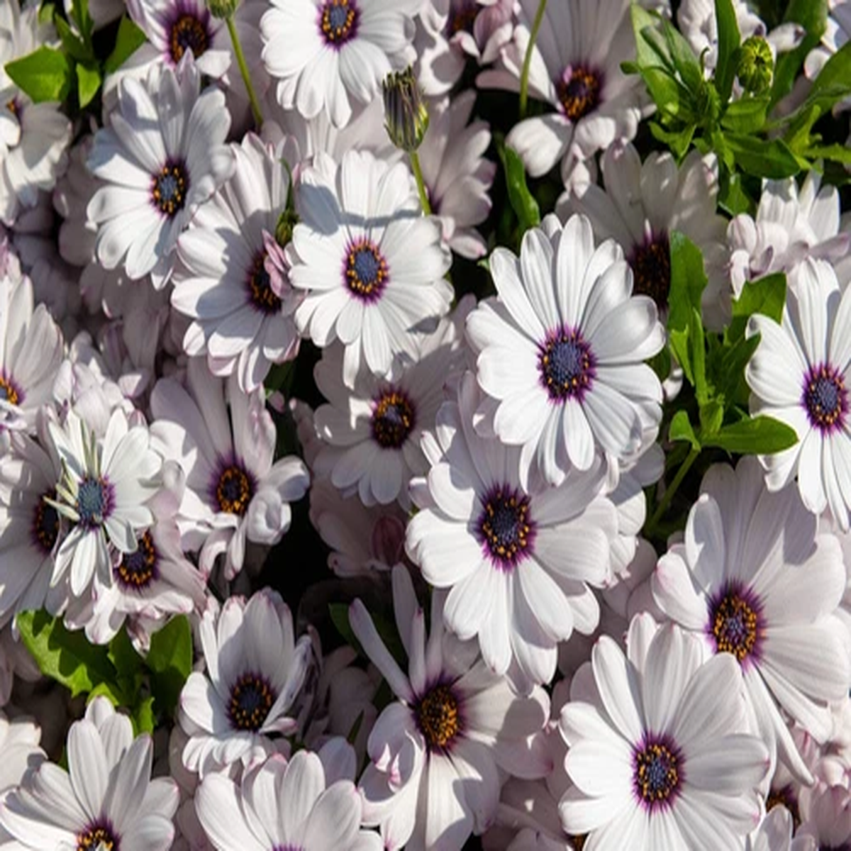 50 WHITE AFRICAN CAPE DAISY Dimorphotheca Sinuata Flower Seeds *Flat S/H