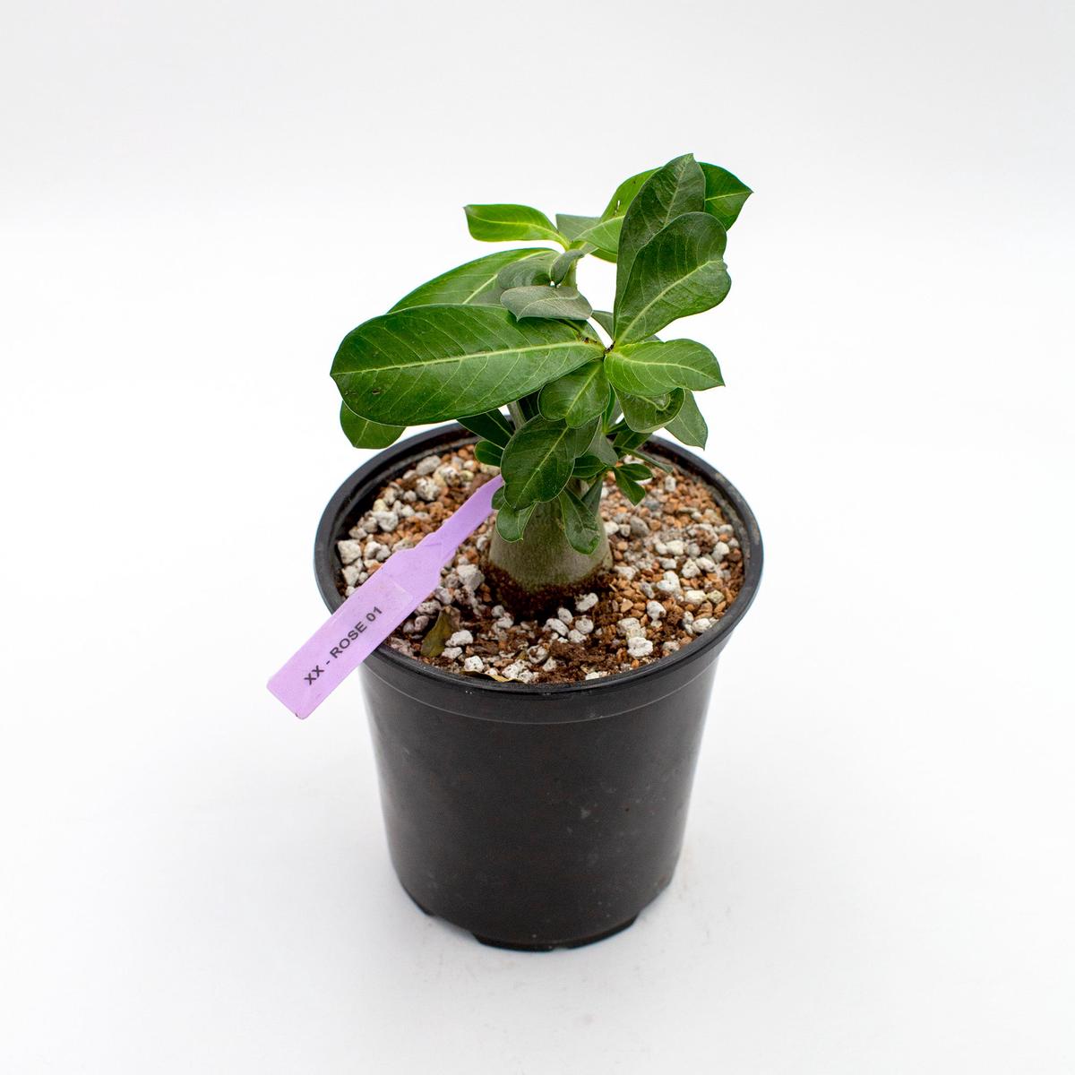 Adenium obesum 'Desert Rose' - 6"