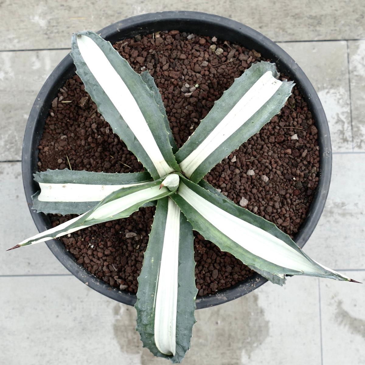 Agave americana MEDIOPICTA ALBA WHITE VARIEGATED 36,5cm