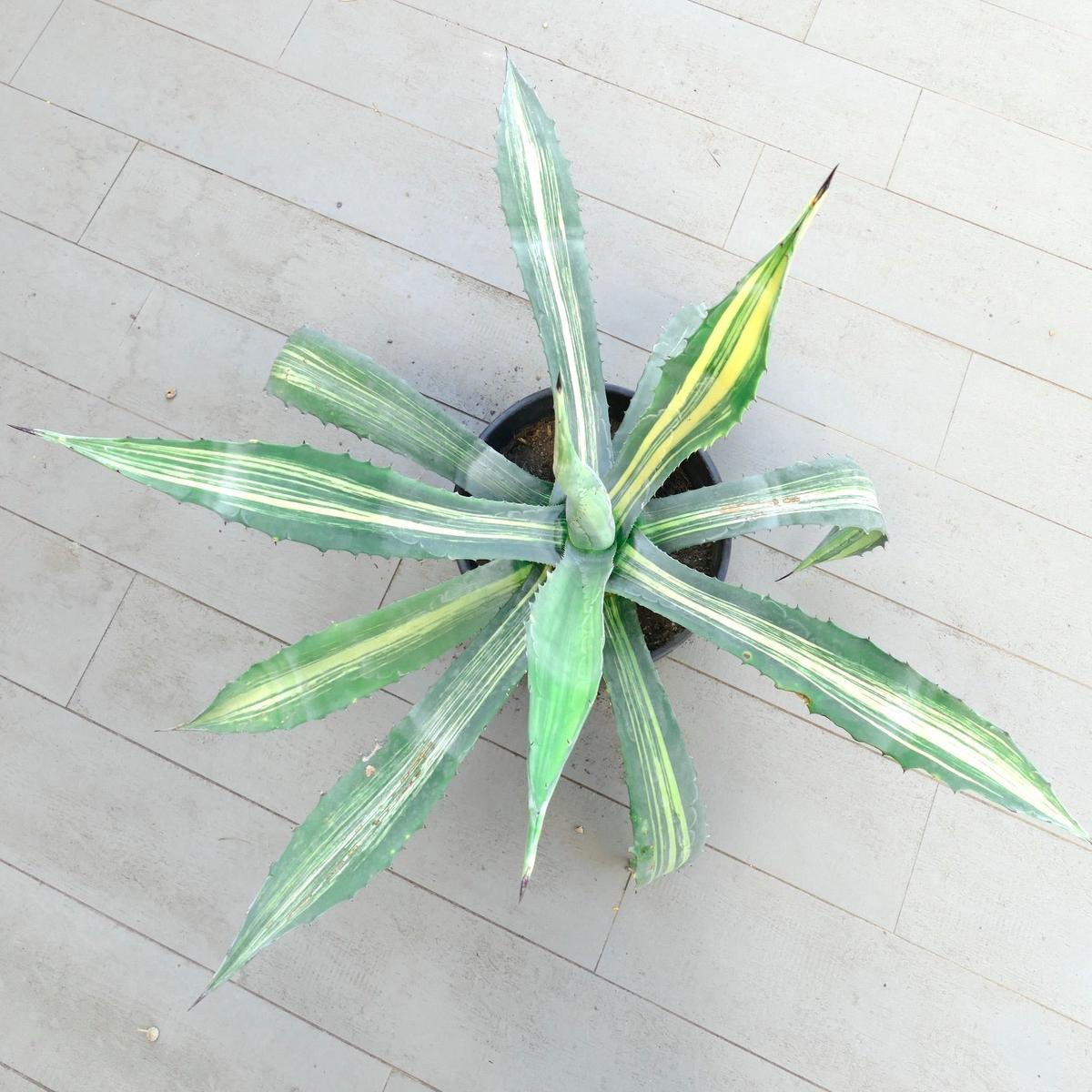 Agave americana STRIATA VARIEGATED 80cm