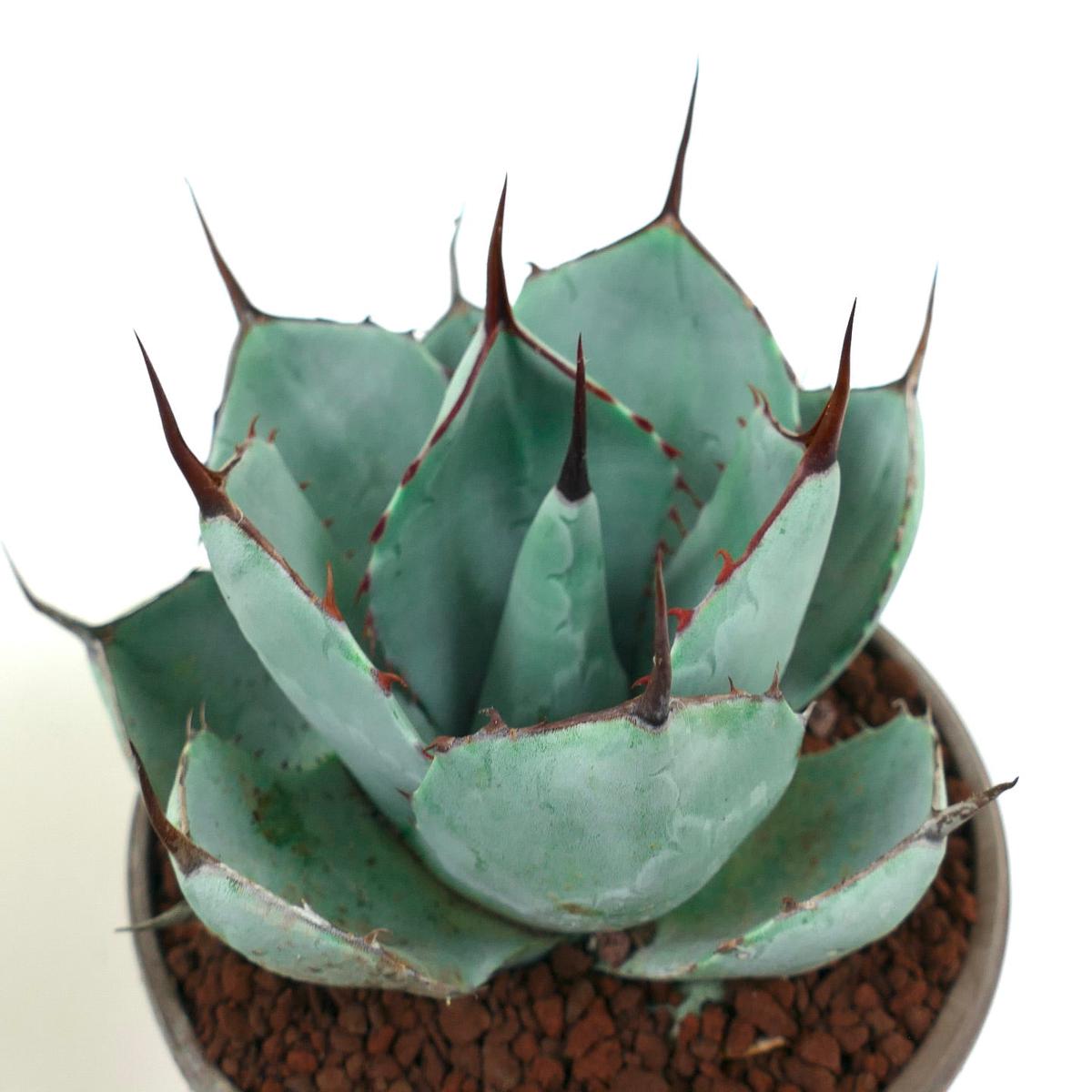 Agave parryi cv 'BLUE Huntington' COMPACT