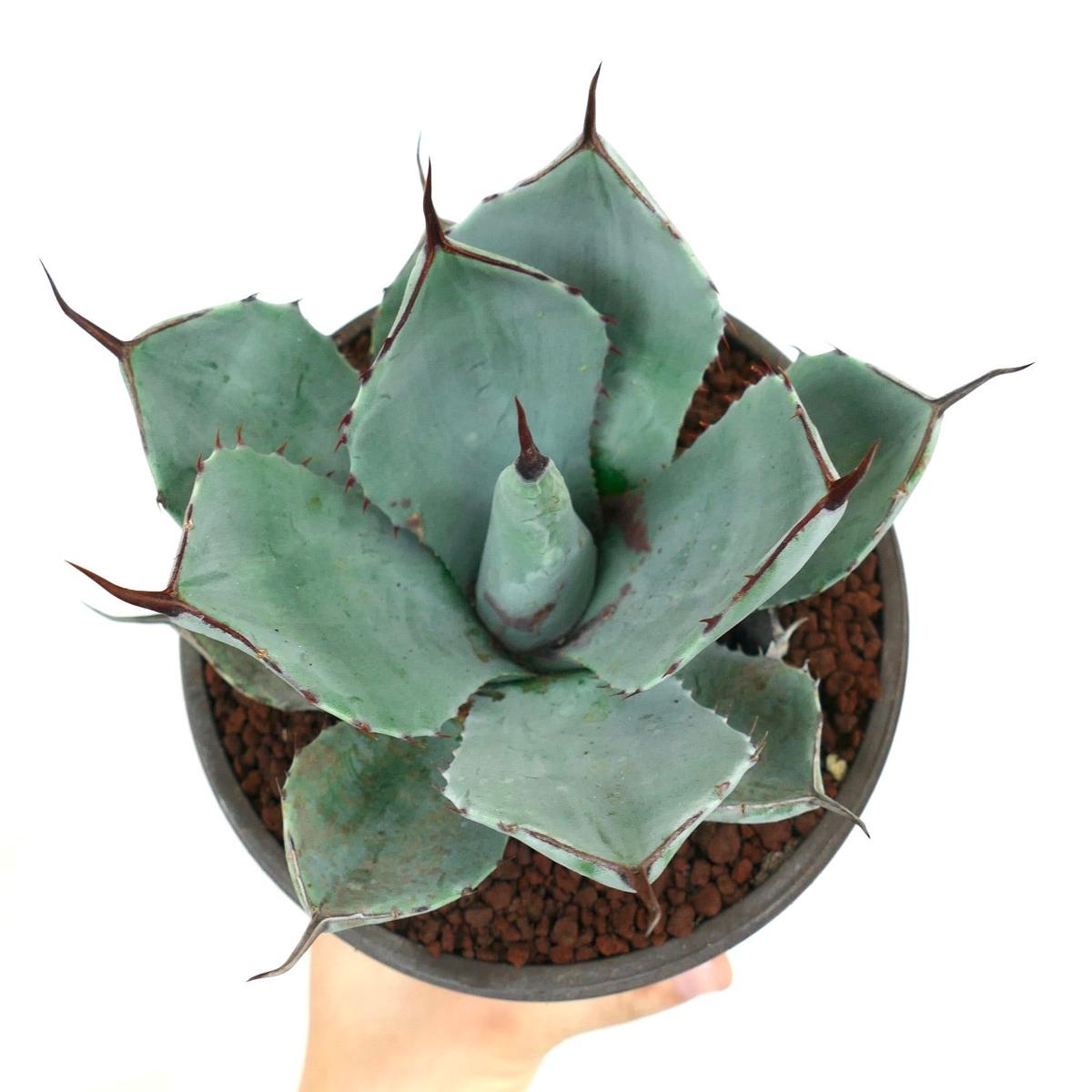 Agave parryi form 'BLUE Huntington'
